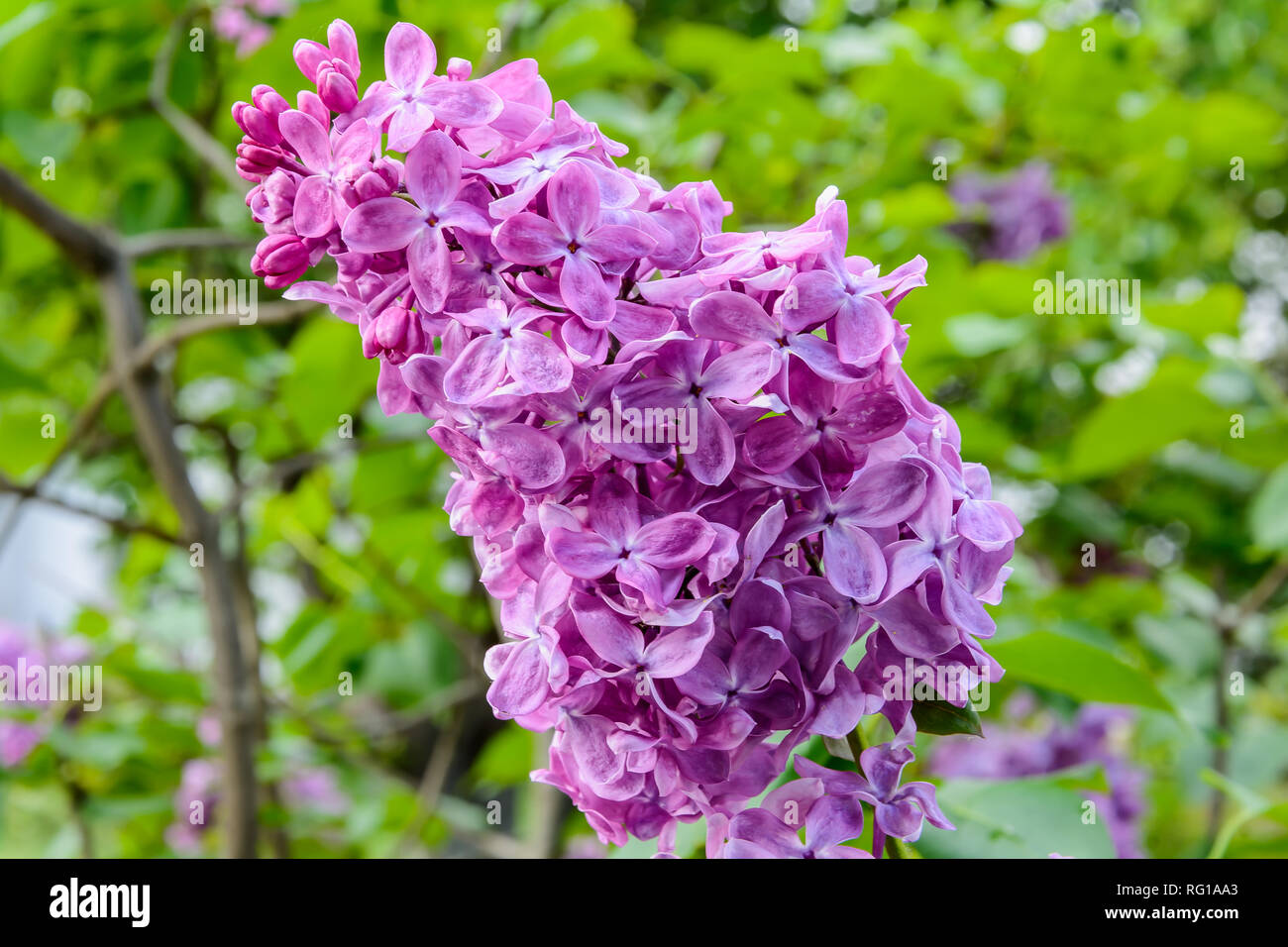 Lilac flowers on a bush branch Stock Photo