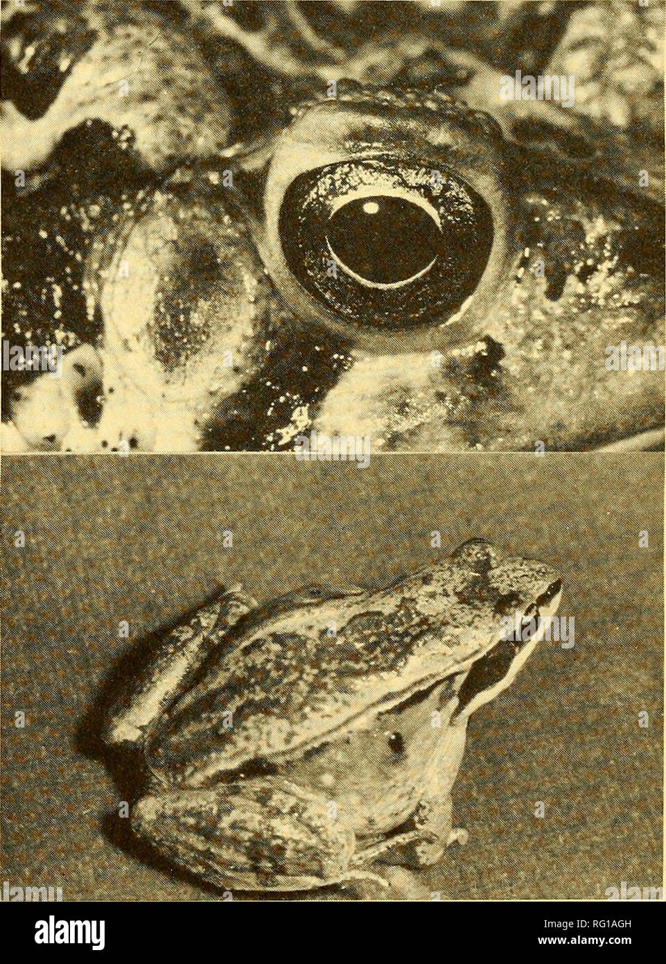 . The Canadian field-naturalist. . Figure 2. Plexiglass tank used for photographing aquatic larvae of amphibians. Figure 3. These photographs copied from original color slides, illustrate three typical types of photographs generally taken of live specimens in the Herpetology Section, National Museum of Natural Sciences. All photographs by the author. Top, Rana calesheiana (Bullfrog) tadpole 0.72X life size (taken in plexiglass tank); center, Bufo americanus (American Toad) adult 1.32 X life size; bottom, Rana sylvatica (Wood Frog) adult 0.42X life size.. Please note that these images are extra Stock Photo