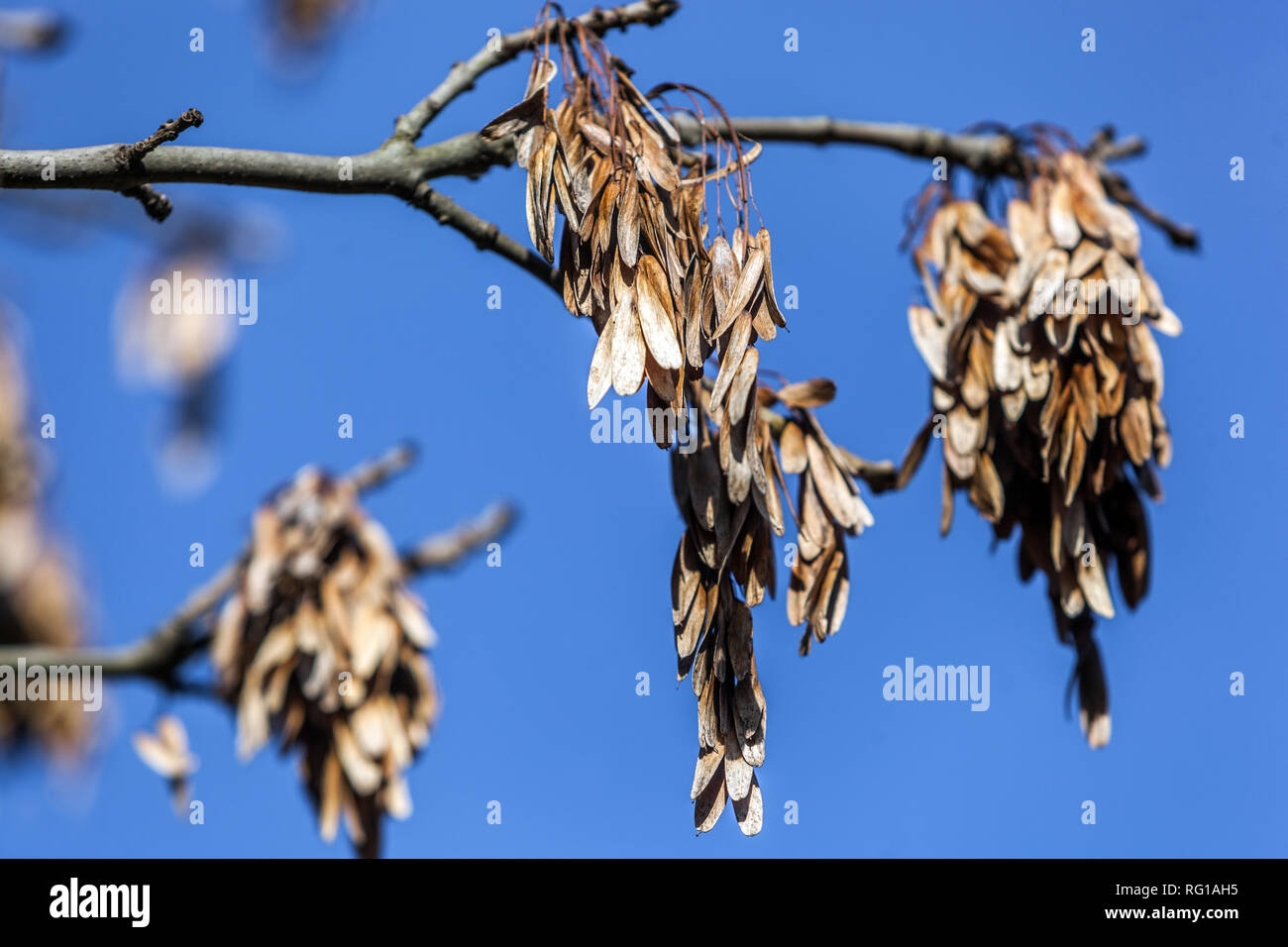 Seeds of Fraxinus excelsior, popularly known as 'keys' or 'helicopter seeds', are a type of fruit known as a samara Stock Photo