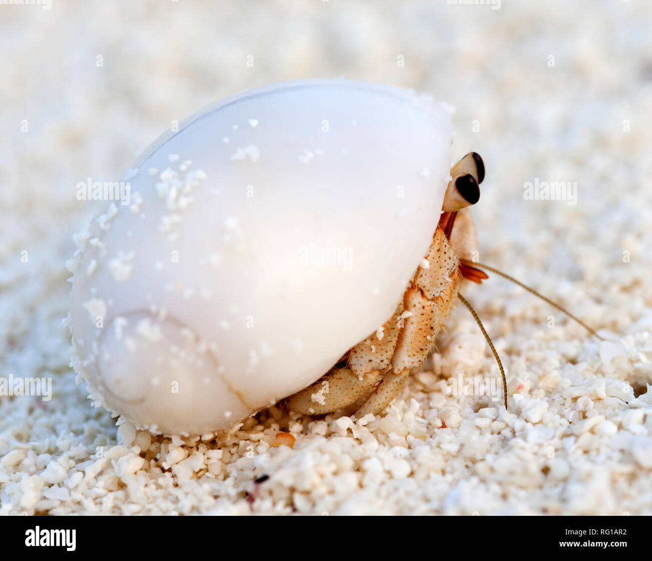 Hermit Crab, Meeru Island Resort, Maldives, Indian Ocean, Asia Stock ...