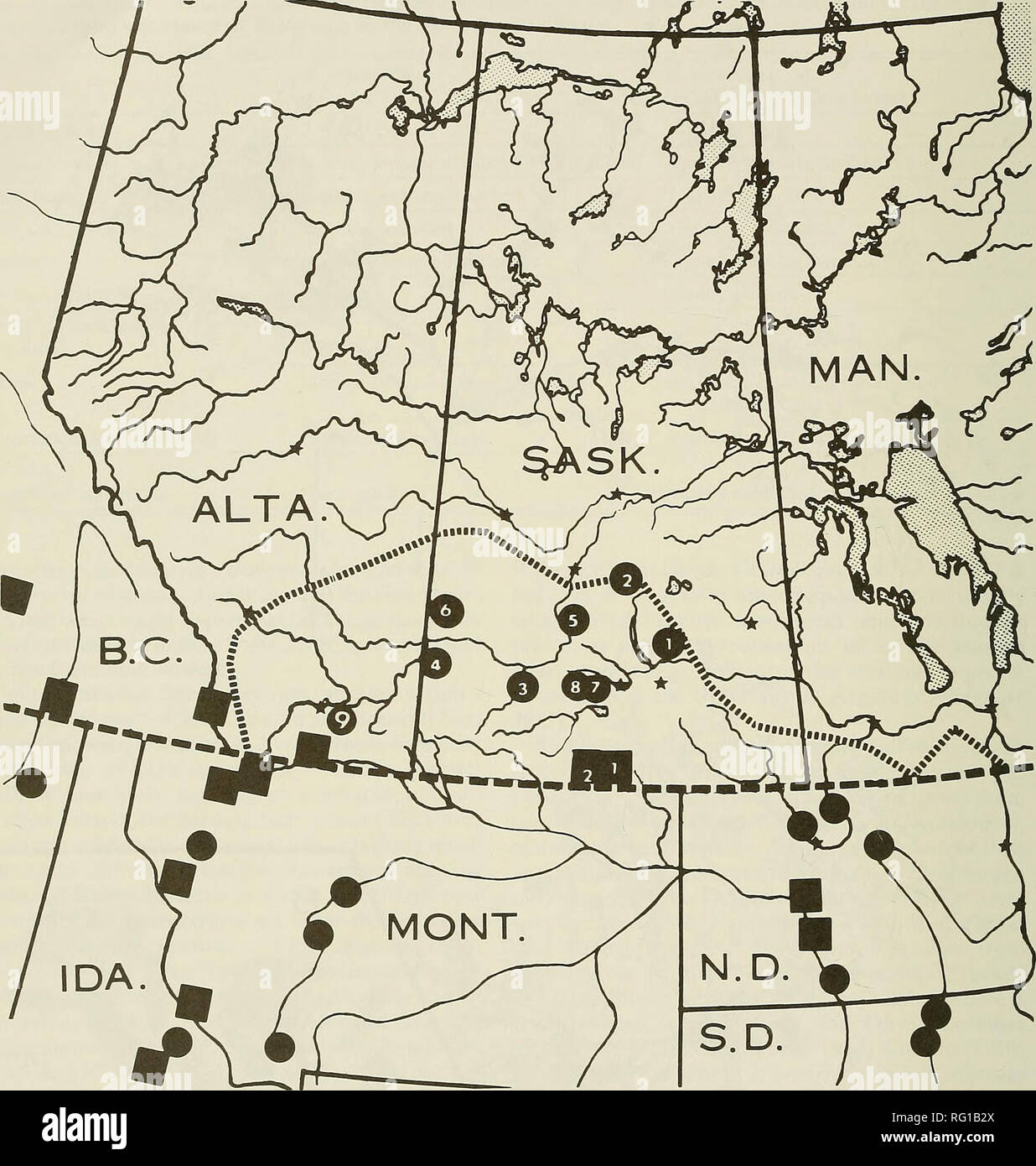 . The Canadian field-naturalist. 48 The Canadian Field-Naturalist Vol. 100. Figure 2. The newly reported Saskatchewan and Alberta localities for Rorippa truncata (= numbered circles) and R. tenerrima (- numbered squares), plus localities in adjacent provinces and states from previous literature reports of R. truncata (- solid circles) and R. tenerrima {= solid squares). The numbers of the Saskatchewan localities are those used in the text in reference to each. The dotted line indicates the approximate border in Canada between true grasslands and aspen parklands.. Please note that these images  Stock Photo