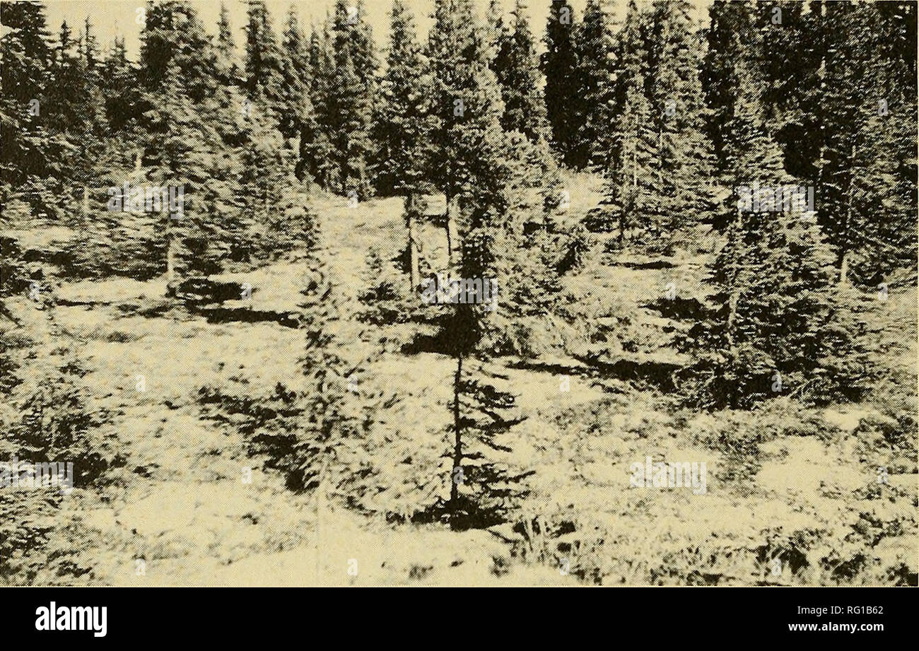. The Canadian field-naturalist. 274 The Canadian Field-Naturalist Vol. 96. Figure 2. A relatively dry part of the Picea glauca-Larix laricina forest at Churchill showing white spruce and lichen dominated surface vegetation. and Black spruces (/•/ceo g^/fluca and P. mariana), and were situated on the sheltered side of a rocky ridge. The size of the two areas could only be approximated because of irregular boundaries and spacing of trees but was estimated at about 10 ha. There were about 1236 trees per hectare, 6.4 cm in diameter, and 3 m high {n - 17). Aside from a few scattered clumps of will Stock Photo