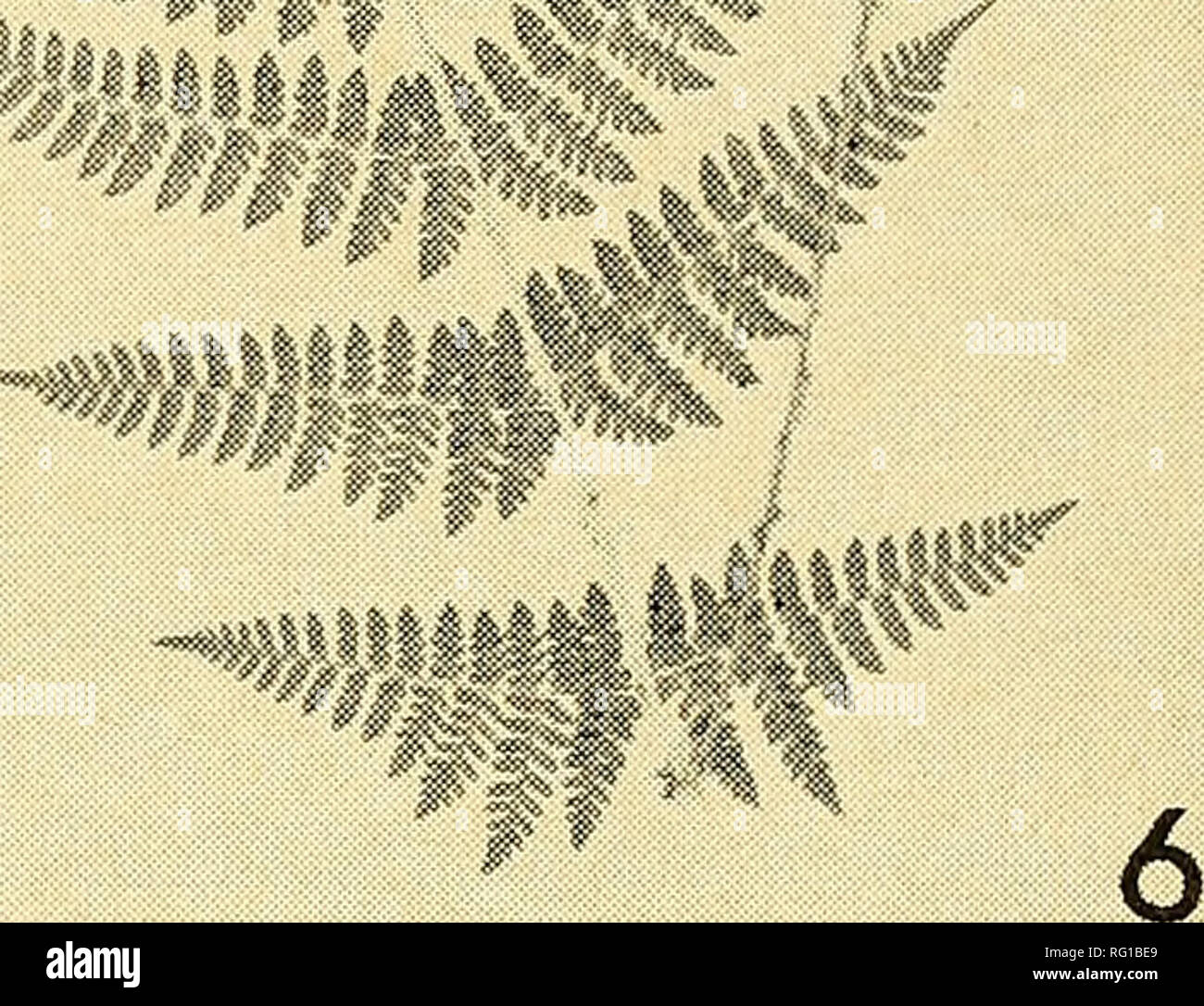 . The Canadian field-naturalist. . Figure 5. Dryopteris spinidosa Watt, Britton 1714, Montana, Glacier National Park, June 27, 1969. Figure 6. Dryopteris intermedia Gray, Britton 582, Ontario, Grey Co., Skinner's Bluff, June 15, 1962. 18527 (GH) (Standley 1921), this species was not seen. No collections were made of Dryopteris in- termedia in Idaho and Montana. Circumstan- tial evidence of its absence at John's Lake and Lake McDonald was indicated in that no Dry- opteris intermedia X spinidosa (Dryopteris X triploidea Wherry) were present in, or near the large colonies of Dryopteris spinulosa. Stock Photo