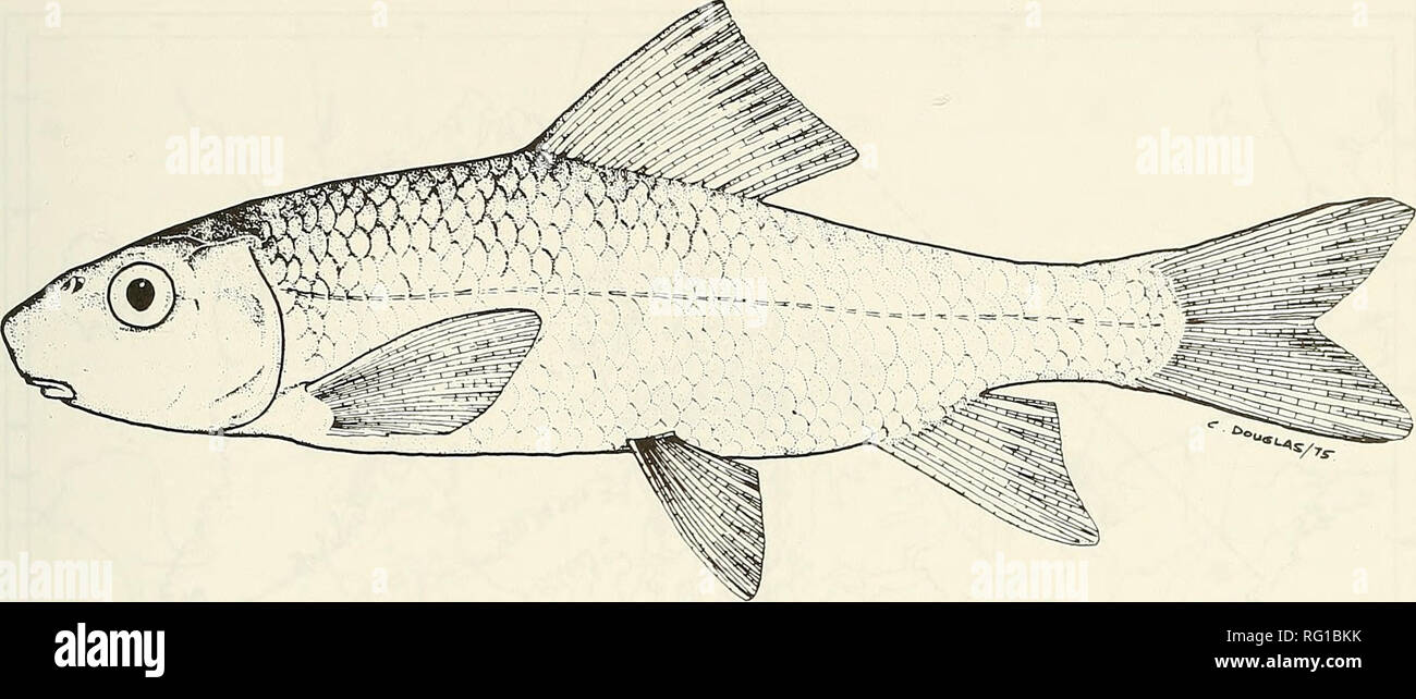 The Canadian field-naturalist. 1984 Parker and McKee: Status of the River  Redhorse 111. Figure I. River Redhorse (Moxostoma carinatum). Courtesy of  D. E. McAllister, National Museum of Natural Sciences. specimens captured