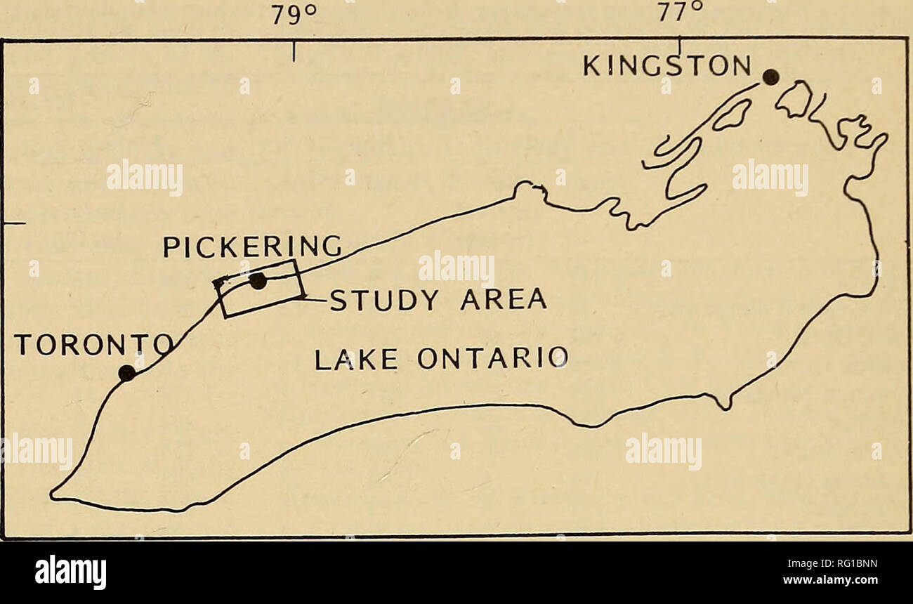 . The Canadian field-naturalist. 1982 HAYMES and SHEEHAN: WINTER WATERFOWL 173 440  . ROUGE RIVER DUFFIN CREEK AJAX. Please note that these images are extracted from scanned page images that may have been digitally enhanced for readability - coloration and appearance of these illustrations may not perfectly resemble the original work.. Ottawa Field-Naturalists' Club. Ottawa, Ottawa Field-Naturalists' Club Stock Photo