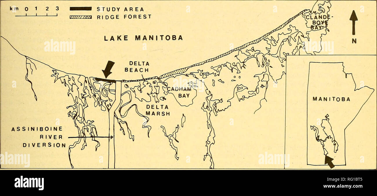 . The Canadian field-naturalist. 1980 Sealy: Breeding Orchard Orioles in Manitoba 155. Figure 2. Study area portion (indicated by arrow) of the Delta Beach Ridge, Manitoba. Manitoba Maple {Acer negundo). Eastern Cotton- wood {Populus deltoides). Green Ash {Fraxinuspen- nsylvanicd). Red-berried Elder {Sambucus pubens), cherry {Prunus sp.), and Red-osier Dogwood (Cor«w5 stolonifera). Results Ages of Founders Male Orchard Orioles of different age classes are readily distinguished (see Godfrey 1966). Breeding females cannot be aged. All groups are similar in weight and size (Table 1). Of 40 aged m Stock Photo