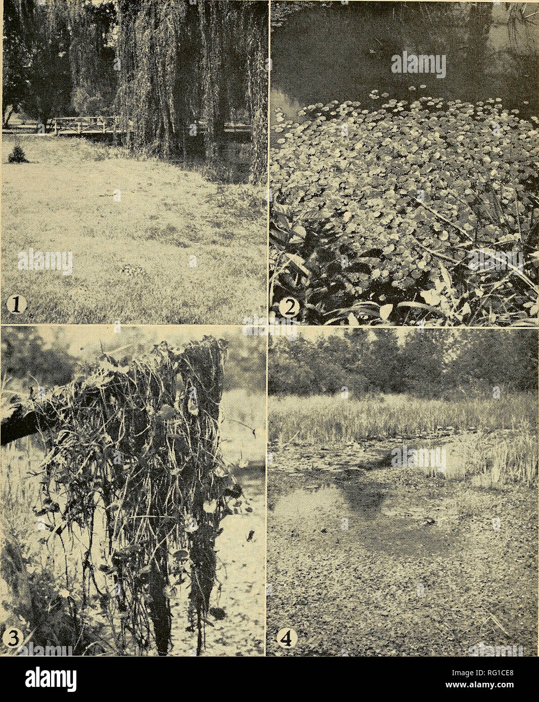 . The Canadian field-naturalist. 1968 Dore: Progress of the European Frog-Bit 79. Figure 1. The Lower Arboretum at the Experimental Farm, Ottawa, the site of the former aquatic garden where frog-bit was introduced in 1932. The outlines of the water beds connected to the Rideau Canal and long filled in are still visible in lawn today. Figure 2. A non-flowering clone of frog-bit which has developed from a single turion into a crowded mat 5 feet across during the course of the sum.mer. Side-channel of Rideau Canal, 13 August 1965 (specimen 21736). Figure 3. Strong cord-like stolons hold the plant Stock Photo