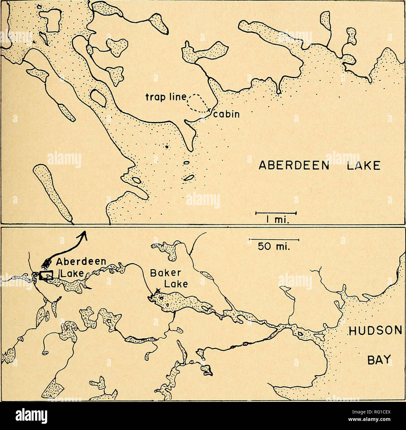 . The Canadian field-naturalist. 1966 Macpherson: Abundance of Lemmings 91. Figure 1. The location of the standard trap line at Aberdeen Lake (top) in the District of Keewatin, Northwest Territories (bottom). been described by Kelsall and Loughrey (Kelsall, 1960) and by Krebs (1964). In well-drained places, it is often very sparse, being limited to a few clumps of grass and cushion plants. Elsewhere, the ridges may be densely clothed in black, crinkly lichen (Alectoria) which itself may cover a continuous layer of sphagnum moss, broken here and there by clumps of grass, or by mud-boils sup- po Stock Photo