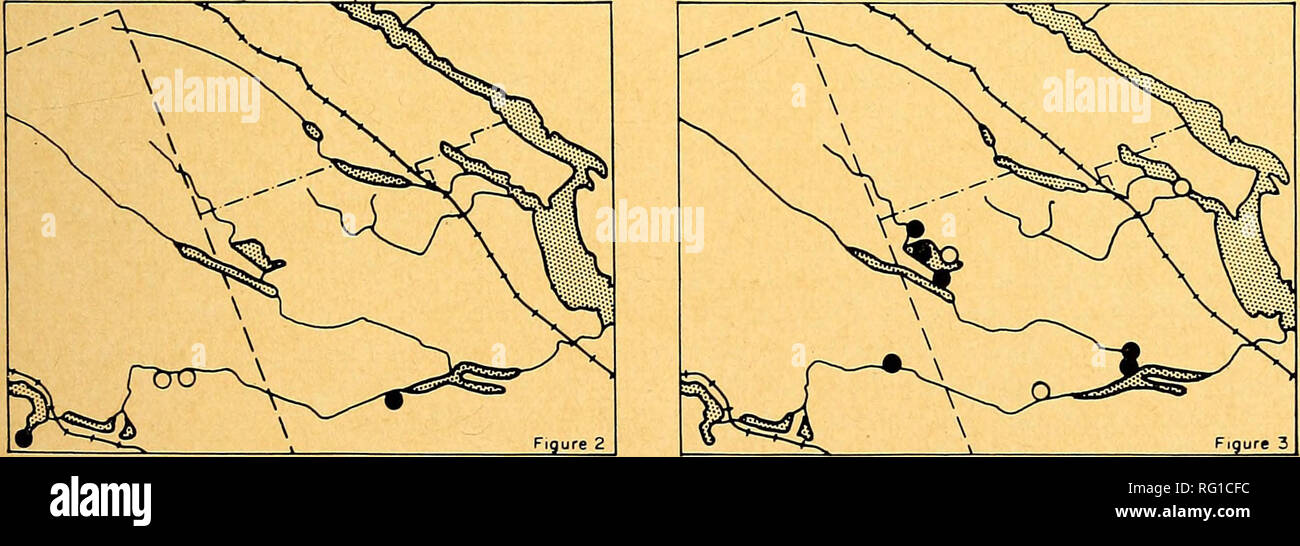 . The Canadian field-naturalist. . Figure 1. Map of the Chalk River district (top). Figure 2. Distribution of Dryopteris fragrans var. remotiuscula in the Chalk River district (bottom, left). Figure 3. Distribution of Cephalanthus occidentalis in the Chalk River District (bottom, right). In Canada, /. macrospora is widely distri- in the eastern Clay Belt region of Quebec buted along the Atlantic seaboard, in Que- indicate. It is also known from inland re- bec, the Maritime Provinces and Newfound- gions of the eastern United States. So far as land; but it is occasionally present further the wri Stock Photo