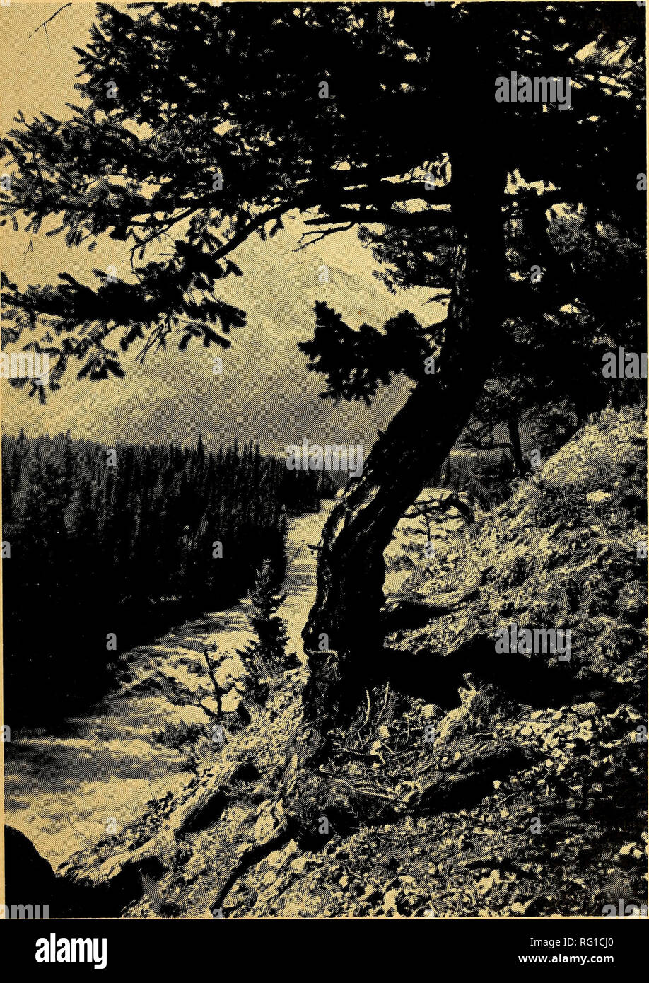 . The Canadian field-naturalist. 1964 Porsild: William Copeland McCalla 133. Figure 2. Douglas Fir (Pseudotsuga taxifolia) on steep bank above Bow River Falls, Banff, Alberta.. Please note that these images are extracted from scanned page images that may have been digitally enhanced for readability - coloration and appearance of these illustrations may not perfectly resemble the original work.. Ottawa Field-Naturalists' Club. Ottawa, Ottawa Field-Naturalists' Club Stock Photo
