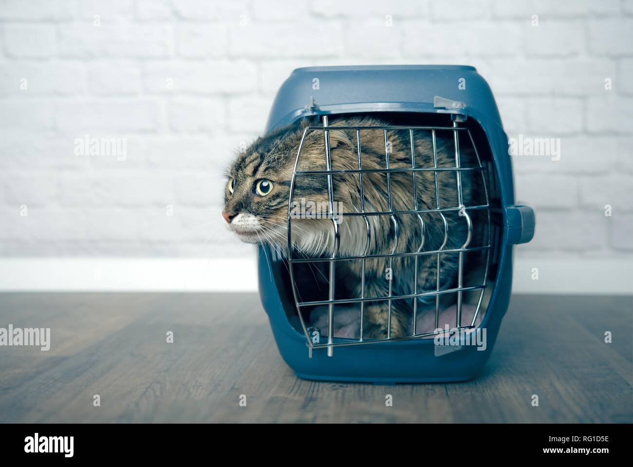 Maine coon cat looking curious out of an open pet carrier Stock Photo