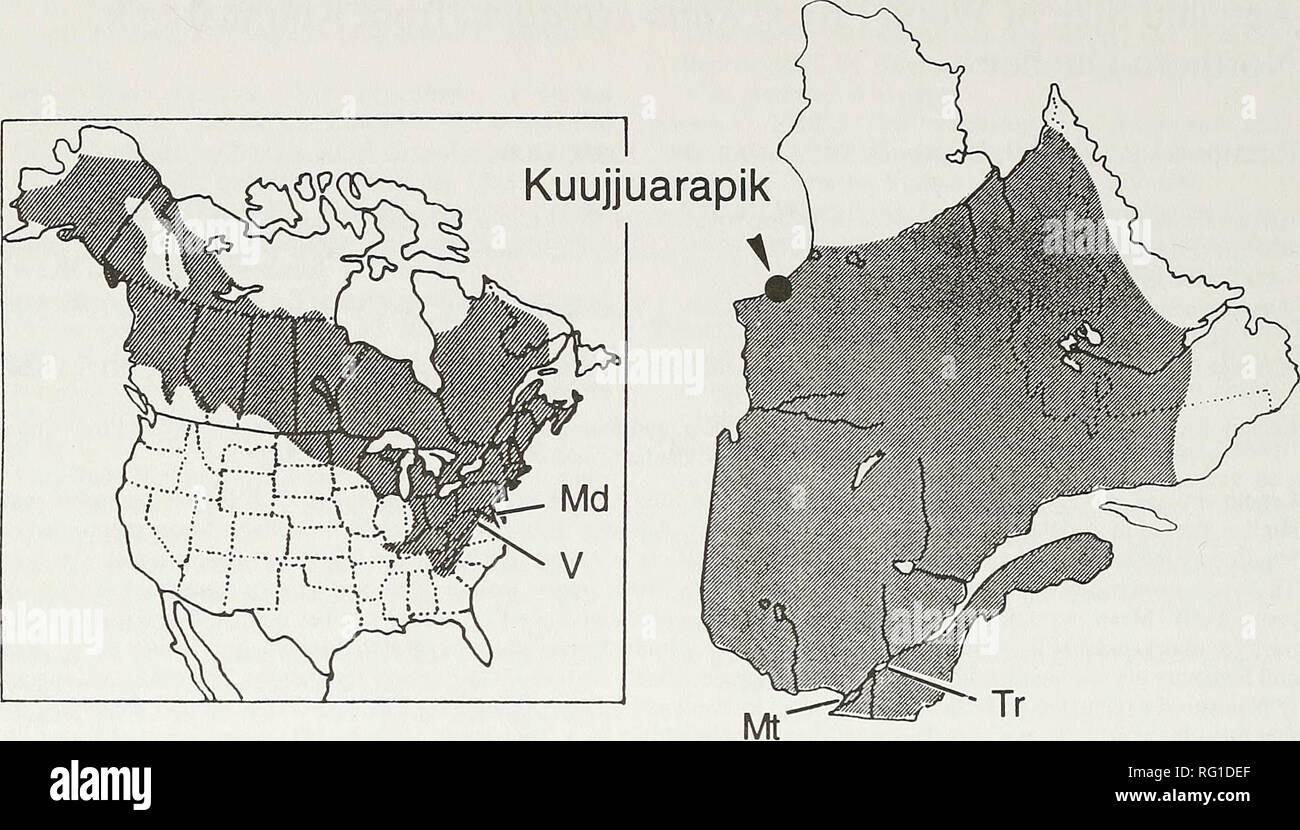 . The Canadian field-naturalist. 382 The Canadian Field-Naturalist Vol. 114. Figure L General distribution of the wood frog, Rana sylvatica, in North America (Md = locahzation of the study area (Kuujjuarapik) in Quebec Province (Mt = Montreal, Tr = Maryland V - Vermont) and : Trois Rivieres). females, both size and age increased from lowland Maryland to Trois-Rivieres to upland Virginia. It was also concluded from these studies that physio- logical longevity in females was stable in the various populations, although body size, mean age, and age at maturity, varied. In males, however, because p Stock Photo