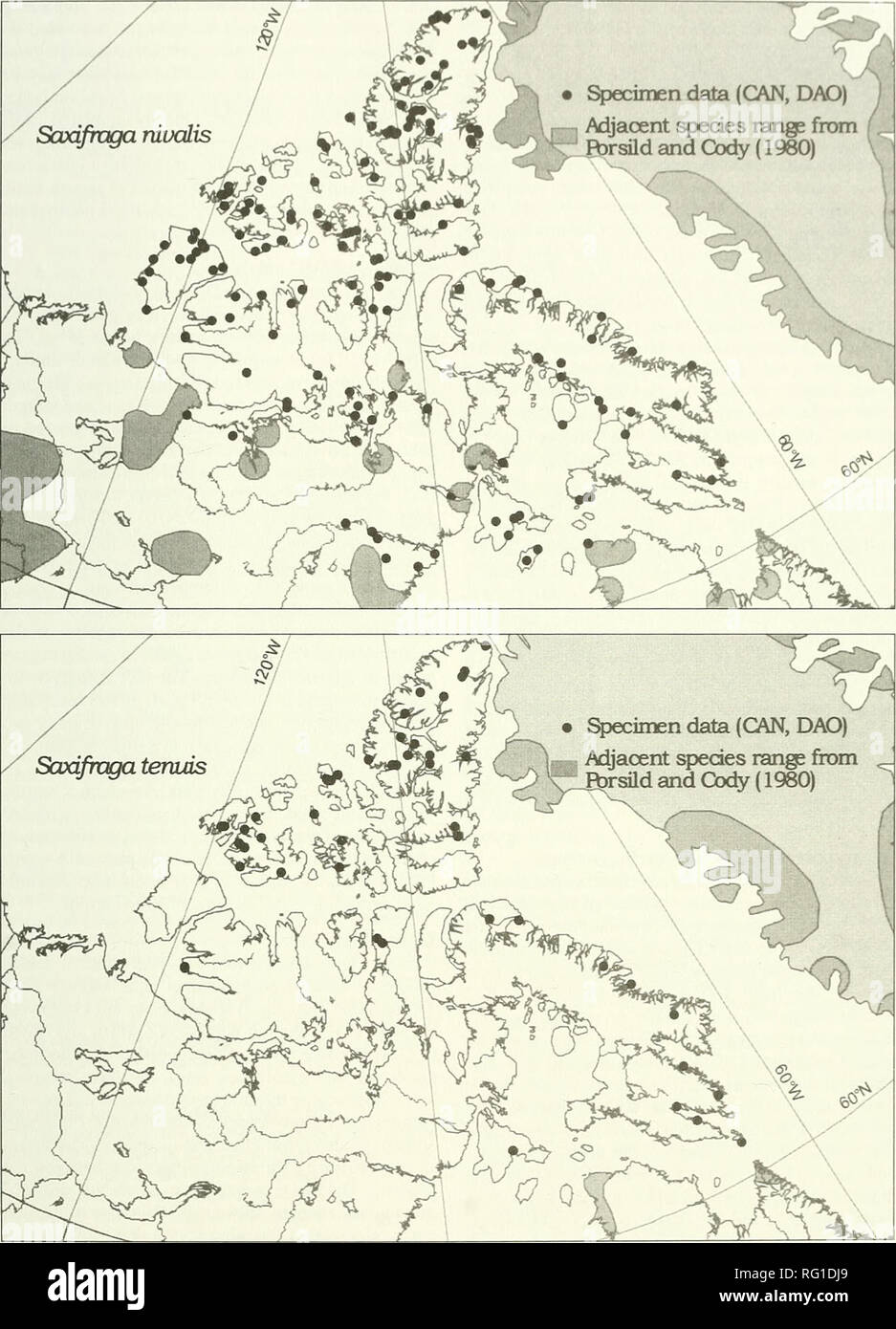 . The Canadian field-naturalist. 2004 Healy and Gillespie: Alpine Saxifrage Complex 335. Figure 4. Distribution of the Saxifraga nivalis complex in the Canadian Arctic, (above) S. nivalis, (below) S. tenuis. Shading indicates approximate distribution outside of the Arctic Islands (from Porsild and Cody 1980, and CAN and DAO herbarium records).. Please note that these images are extracted from scanned page images that may have been digitally enhanced for readability - coloration and appearance of these illustrations may not perfectly resemble the original work.. Ottawa Field-Naturalists' Club.  Stock Photo