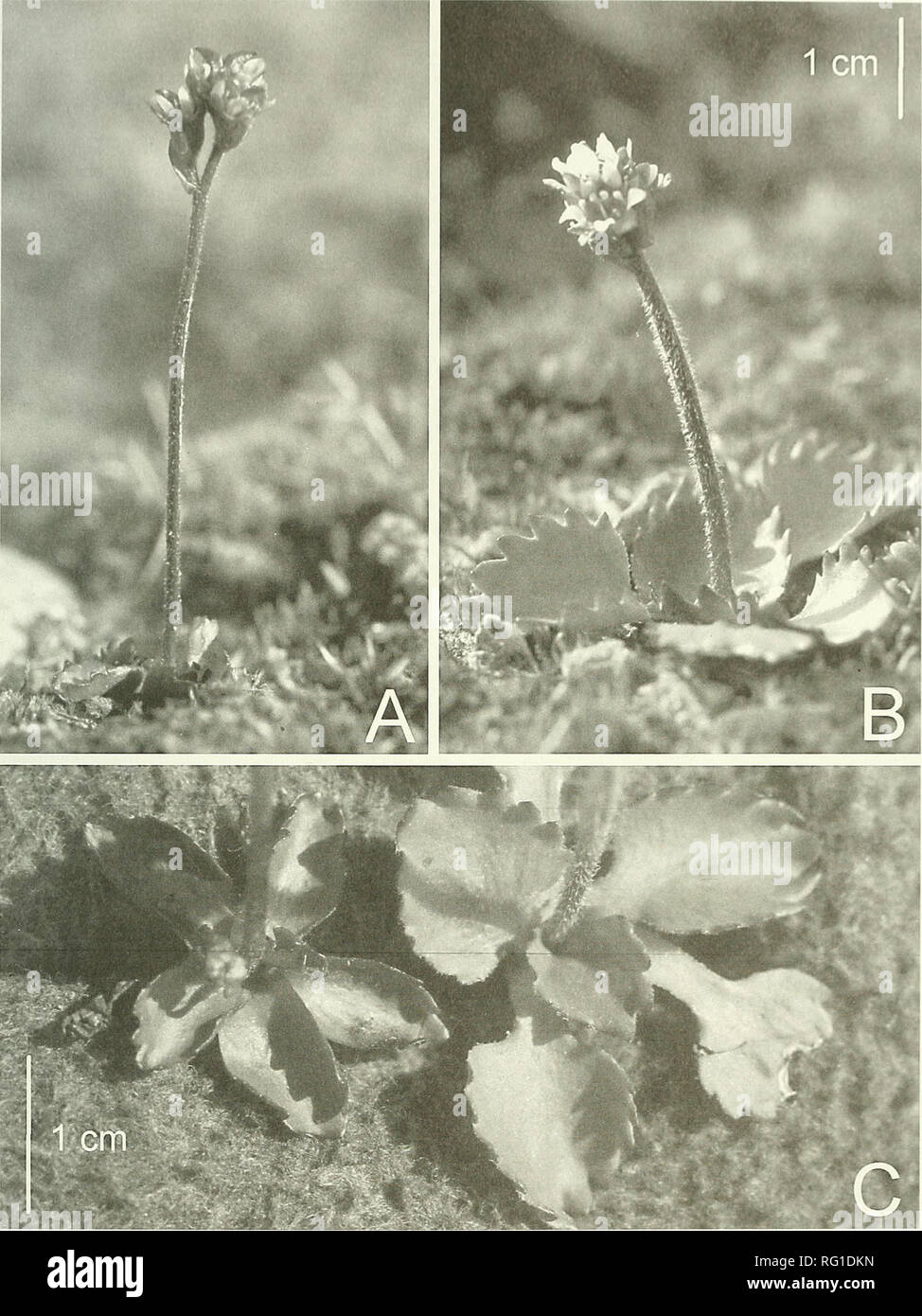 . The Canadian field-naturalist. 2004 Healy and Gillespie: Alpine Saxifrage Complex 333. Figure 3. Saxifraga nivalis complex in the Canadian Arctic. A. S. tenuis {Gillespie &amp; Consaul 6978-2), habit. B. 5. nivalis {Gillespie and Consaul 6977-1). habit. C. Comparison of basal rosette of leaves of S. tenuis (on left. Gillespie &amp; Consaul 6978-2) and S. nivalis (on right, Gillespie and Consaul 6977-1). A and B are the same scale.. Please note that these images are extracted from scanned page images that may have been digitally enhanced for readability - coloration and appearance of these il Stock Photo