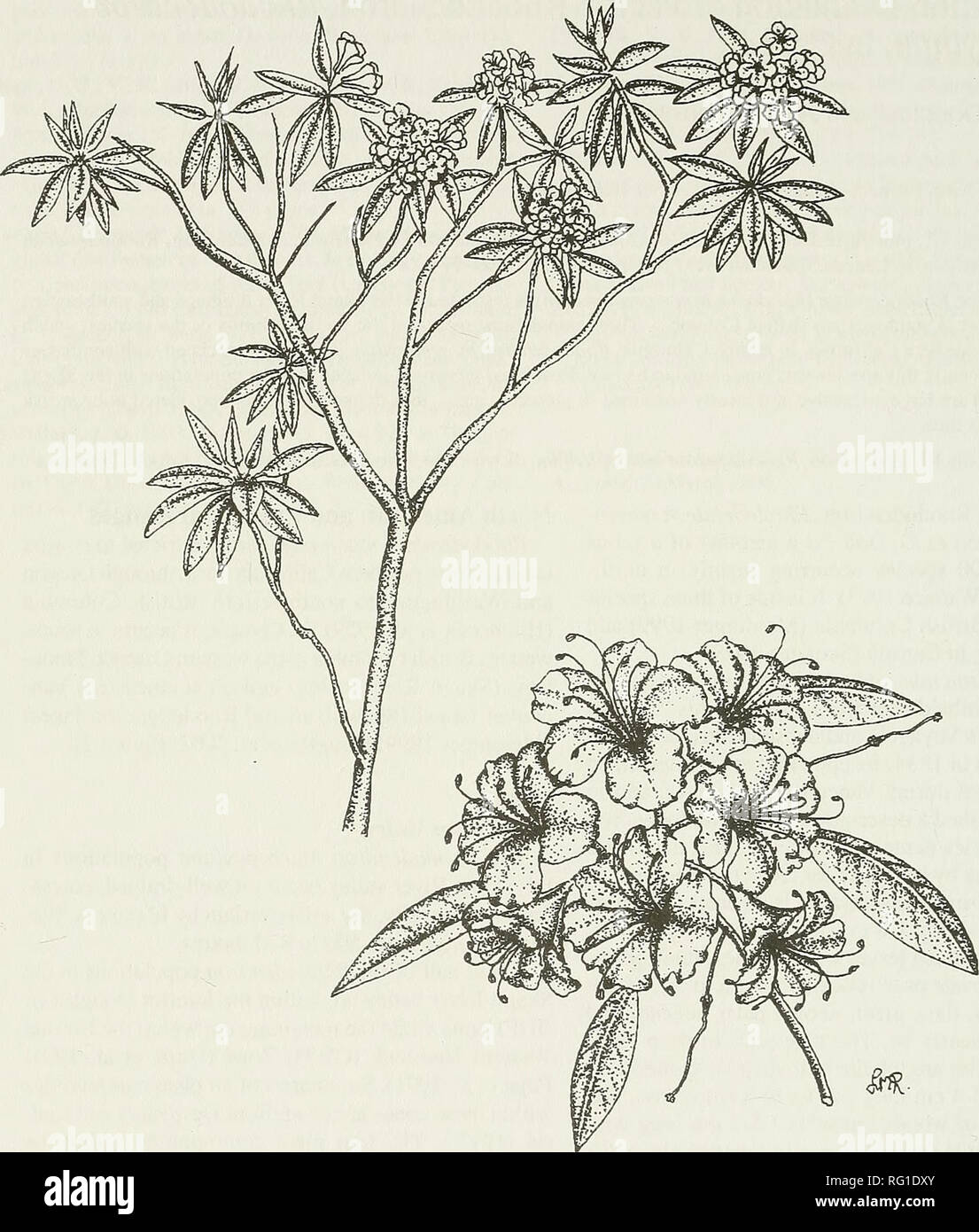 . The Canadian field-naturalist. Natural history; Sciences naturelles. 170 The Canadian Field-Naturalist Vol. 120. Figure L illustration of Rhododendron macrophyllum. (Line drawing by Lora May Richards) valley floor. These are the driest IDF sites and were mid-range in terms of their nutrient regime. The SO- US year old stands are dominated by Pseudotsuga menziesii, Paxistima myrsinites, and Pleurozium schre- beri. Other important species include Rhododendron macrophyllum, Lodgepole Pine (Pinus contorta), White Hawkweed {Hieracium albiflorum), Heart-leaved Tway- blade (Listera cordata) and Cow Stock Photo