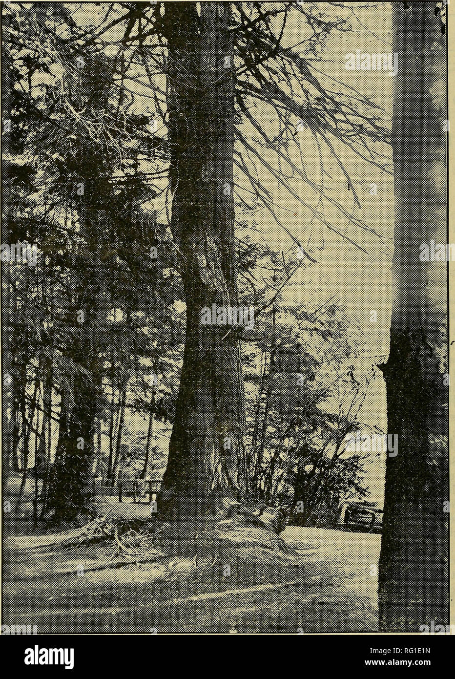 . The Canadian field-naturalist. 132 The Canadian Field-Naturalist [Vol. XXXIX. TWINING FIRS Figure No. 1.—Grand fir. Abies Grandis, Lindley. Twine to the left by one Grand fir around another tree of the same species. The &quot;Gorge Park&quot;, Victoria, B.C. being healed over by a callus formation from the parent tree. The explanation of the multiple leader formation may be that it is a case where the leader of the young fir was destroyed and the lower branches all tried to become substitute leaders. (See The Canadian Field Naturalist, Vol. XXXIX, No. 5, Fig 5, p. 99, Fig 6, p. 100.) One of  Stock Photo