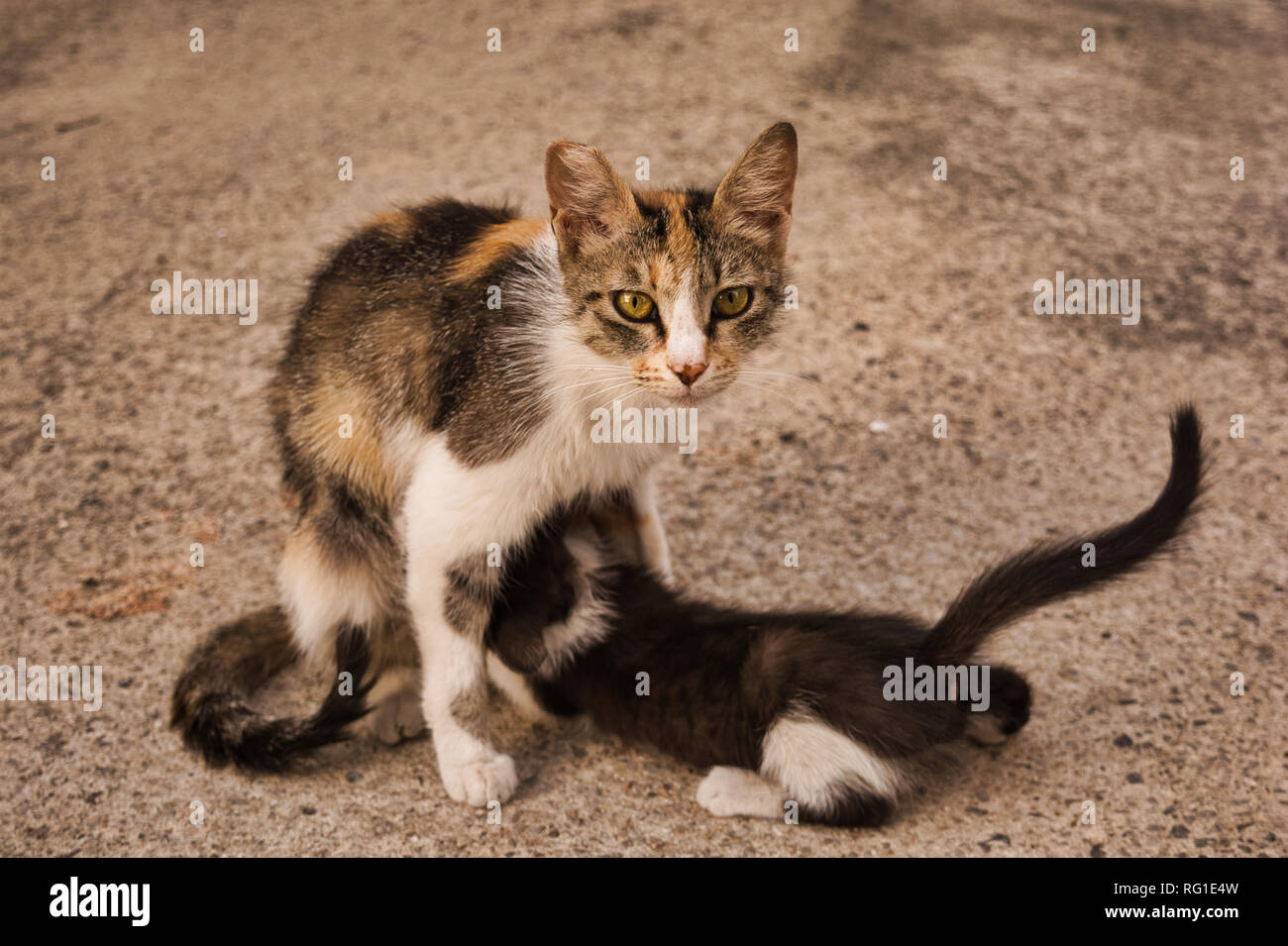 Cat mom feeding her baby kitten. Stray cat image of a tabby cat and her cute little kitty girl Stock Photo