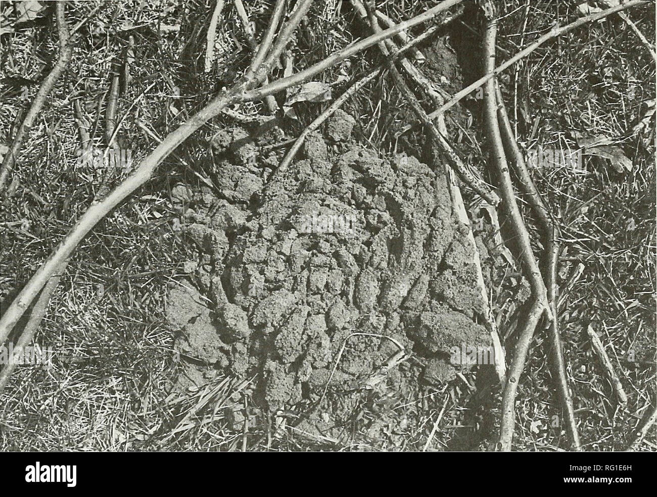 . The Canadian field-naturalist. 2000 Waldron, Rodger, Mouland, and Lebedyk: Eastern Mole 355. Figure 3. Molehill observed in Kent County (now Municipality of Chatham-KentJ, Ontario, 1997, UTM Coordinates: Wheatley 40J/ld 601 790. very rough estimate for a least three reasons. First, some of the areas with suitable soil are well outside the present range of the mole and will be difficult to colonize. Second, the four townships in Essex County that encompass most of the present range do not have a uniform 4.2% appropriate natural cover. Forest cover data from the Essex Region Conservation Autho Stock Photo
