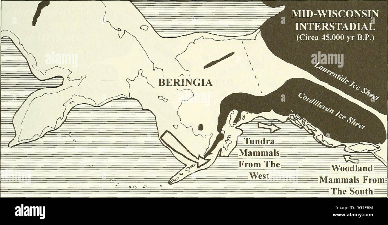 . The Canadian field-naturalist. 1996 MacDonald and Cook: Land Mammal Fauna of Southeast Alaska 591. Figure 4. Approximate extent of glaciers during the height of the Mid-Wisconsin Interstadial (60 000 - 30 000 yr B. P.) including the potential patterns of colonization of mammals along the ice-free corridor of the North Gulf Coast. Tundra-adapted mammals from southern Beringia may have included: Sorex jacksoni. Lepus otlms, Marmota camtschatica, M. broweri, Spennophilus parryii, Clethrionomys mtiliis, Microtiis oeconomus, M. miurus, Lemmus sp., Dicrostonyx sp., Canis lupus, Vulpes vulpes, Alop Stock Photo