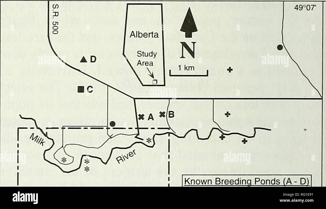. The Canadian field-naturalist. Figure 1. Approximate range of Spea bombifrons in Canada, (after Cook 1984). nearest weather station, but water temperatures were not recorded. Ponds A, B and D are located in native prairie grassland, currently used as cattle pasture and domi- nated by Blue Grama (Bouteloua gracilis), June Grass (Koeleria macrantha). Spear Grass (Stipa comata), and Northern Wheatgrass (Agropyron dasystachyum). Ponds A and B are well-defined sloughs with little vegetative growth and clay bot- toms. These were frequently fouled by cattle throughout the observation periods, and t Stock Photo