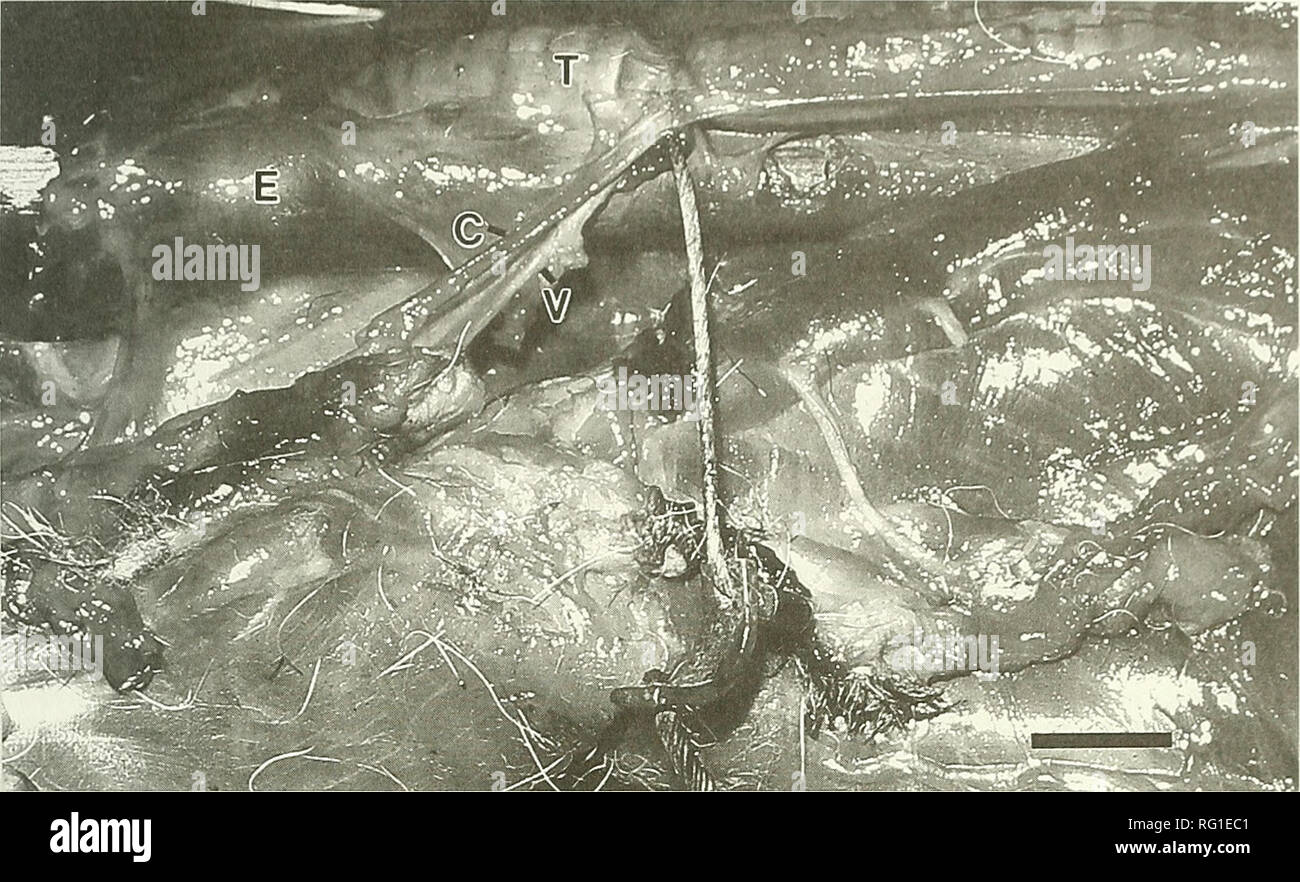. The Canadian field-naturalist. 2004 Daoust and Nicholson: Neck Injury in a Coyote 245. Figure 1. Right lateral view of the neck of a Coyote. The carcass is lying on its back, with the head to the left. The cable from a snare has cut through the trachea (T) and is now lodged between it and the esophagus (E). The distortion of the wall of the trachea just above the cable as been caused by scar tissue of repair. A metal rod has been inserted in the lumen of the esophagus. The common carotid artery (C) and vagosympathetic trunk (V) are clearly visible to the left of the cable. The lock of the sn Stock Photo