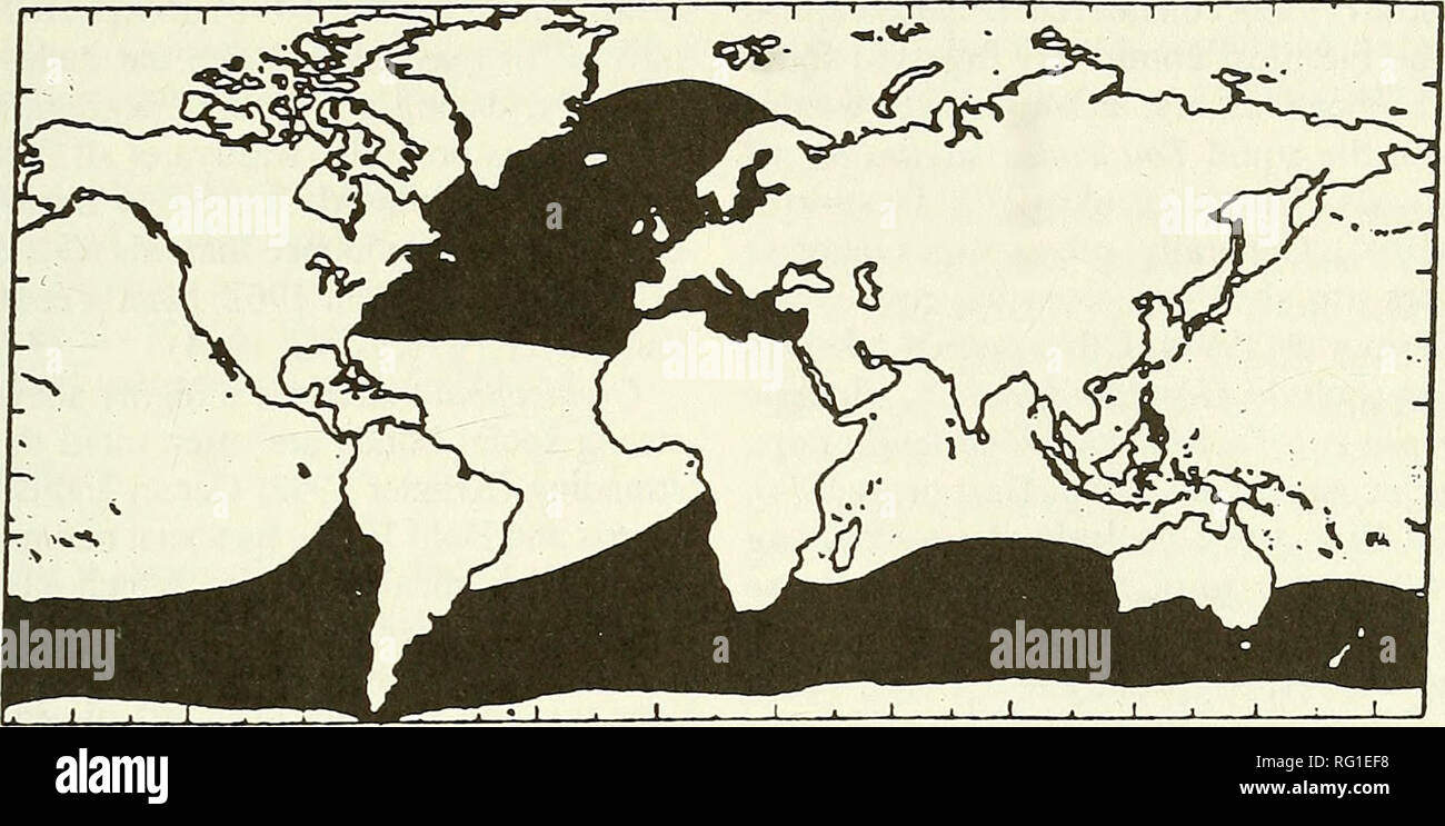 . The Canadian field-naturalist. 1996 Nelson and Lien: Status of the Long-finned Pilot Whale 515. Figure 2. Range of the Long-finned Pilot Whale, Globicephala melas. Maritime provinces of Canada or southwards, although they are present (Mercer 1975; Leatherwood and Dahlheim 1978; Hain et al. 1981; Powers et al. 1982; Gaskin 1983). Summer inshore movements of pilot whales around Newfoundland are coincident with the arrival of the Short-finned Squid {Illex illecebrosus), which prefer water tem- peratures in the range of five to 15°C. (Frost and Thompson 1933; Sergeant and Fisher 1957; Lien and A Stock Photo