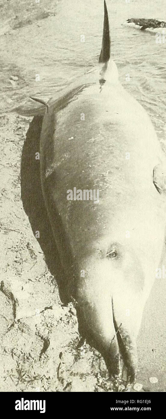 . The Canadian fieldnaturalist. /. Figure 1. Probable Mesoplodon