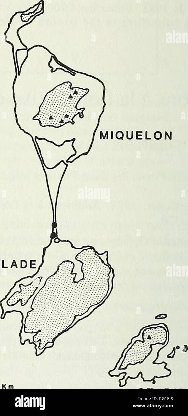 . The Canadian field-naturalist. MIQUELON LANGLADE. ST-PIERRE 66 16'W I Figure 2. Topographic des lies St-Pierre et Miquelon. Ophioglossum vulgatum, Botrychium multifidum. Les regions en pointille ont une altitude superieure a 100 m. Les triangles representent les sommets de plus de 200 m. la peninsule d'Avalon (Rouleau et Lamoureux (1992). Des specimens de O. vulgatum et de Botrychium multifidum ont ete deposes a I'herbier Marie- Victorin (MT : Roger Etcheberry n° 1525 et 1526 respectivement).. Please note that these images are extracted from scanned page images that may have been digitally e Stock Photo