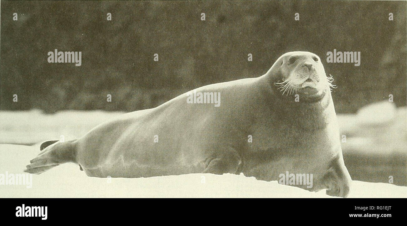 . The Canadian field-naturalist. 1996 Cleator: Status of the Bearded Seal 503. Figure 1. Bearded Seal hauled out on ice (courtesy Wayne Lynch®). Frost 1979). Adjusting the repotted take to account for sinking losses yields a total annual kill that was probably closer to 3000 to 5000 during that period. Although only sparse harvest data exist, the num- bers of Bearded Seals taken seem to have declined in recent ye^rs. For example, between 1962 and 1980, an average of 66 Bearded Seals were reported har- vested on an annual basis in the Western Arctic (50 from Sachs Harbour, n = seven years; 16 f Stock Photo