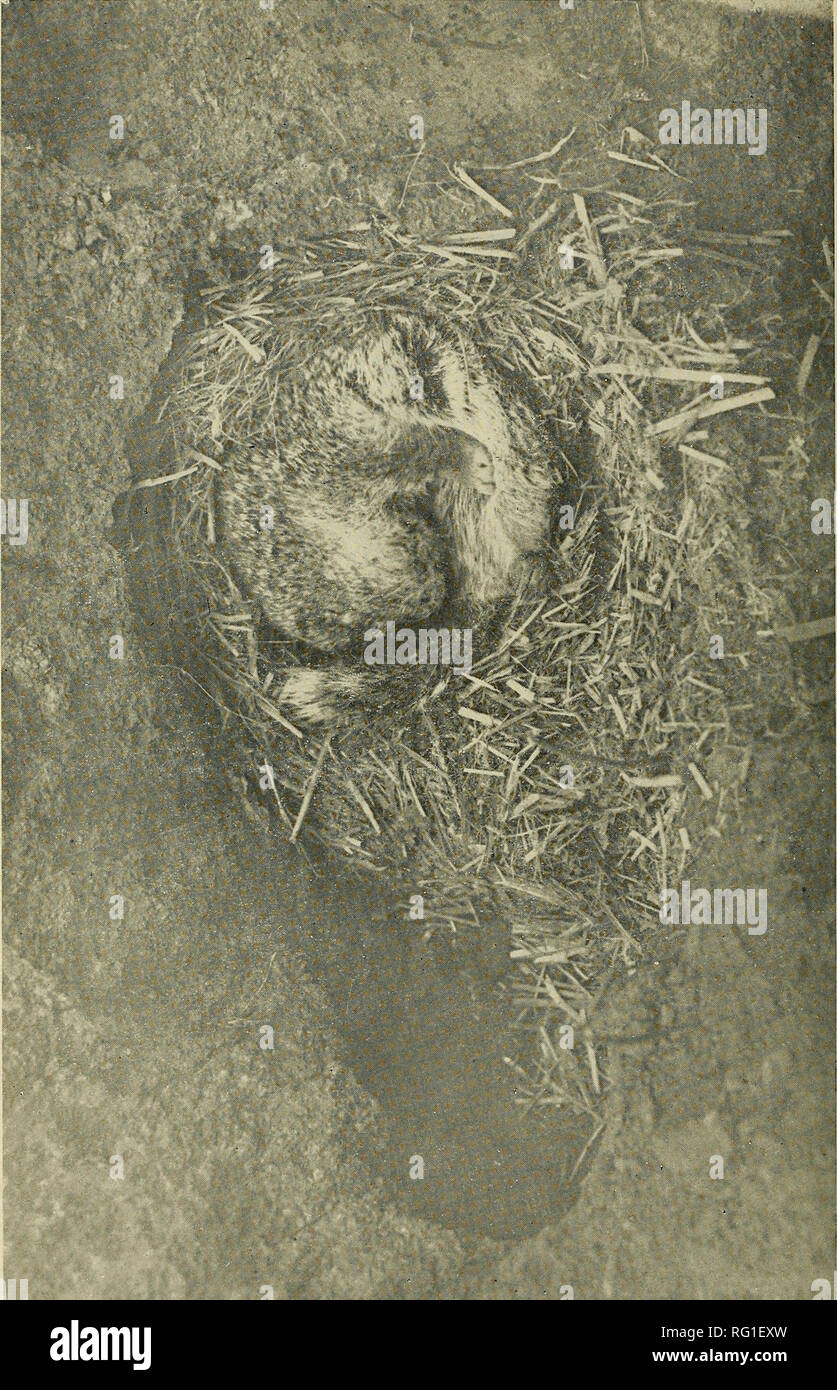 Hibernating squirrel hires stock photography and images Alamy