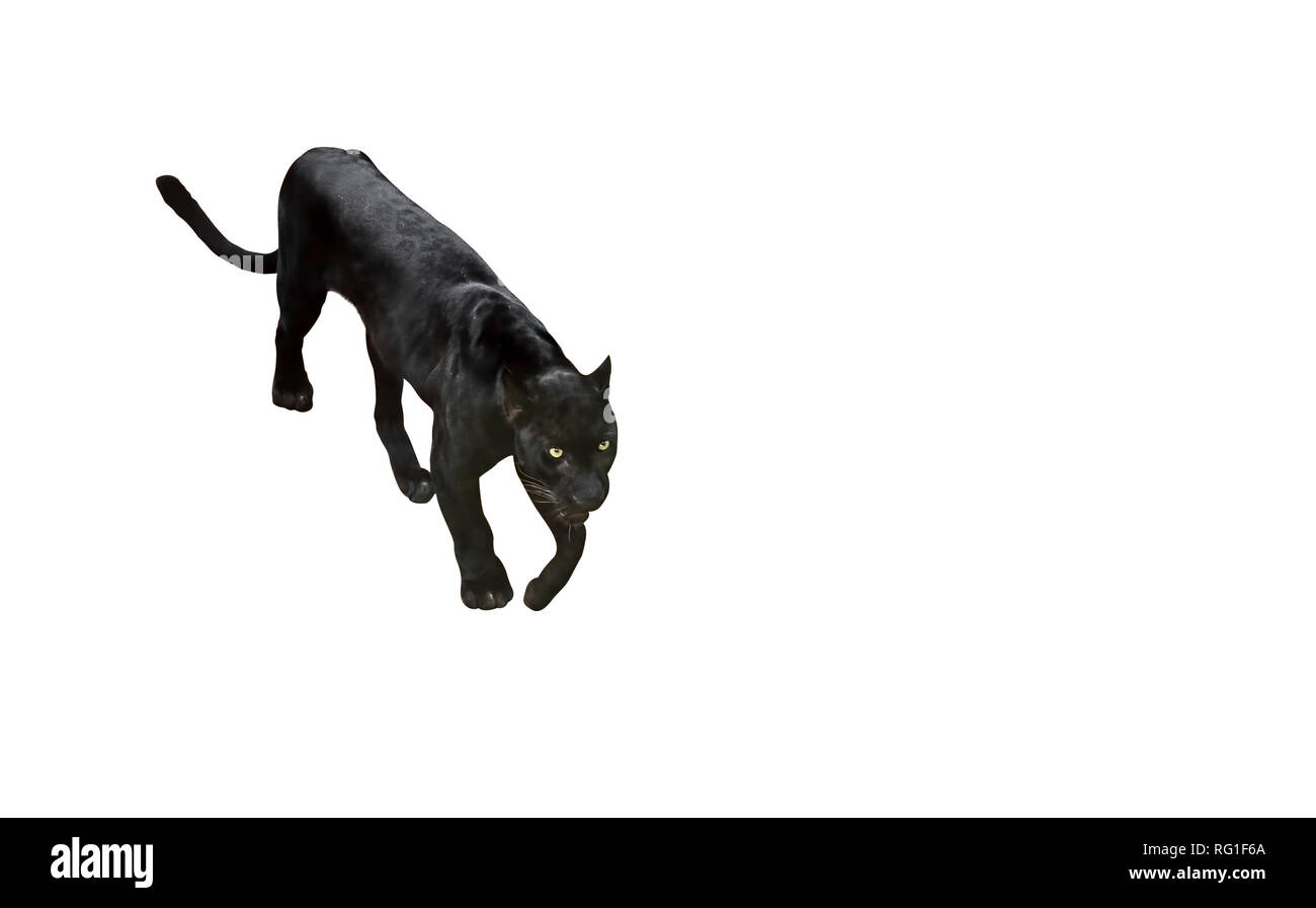 Closeup Black Panther Ready To Attack Isolated on White Background, Clipping Path Stock Photo