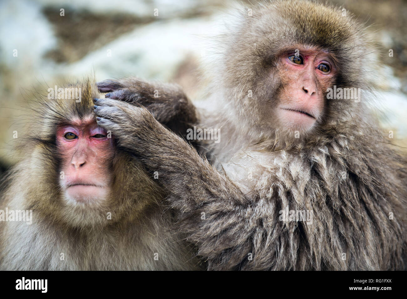 Shameful monkey stock image. Image of cleaning, africa - 87532525