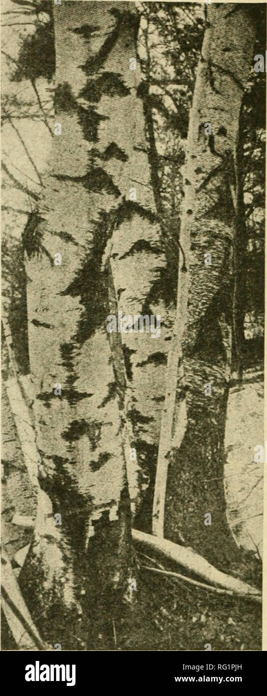 . Canadian forestry journal. Forests and forestry -- Canada Periodicals. 1928 Canadian Forestry Journal, November, 1918 A New Forest Insect Enemy of the White Birch By J. AI. SwAiNi: Chief, Division of Forest Insects, Entomological Brancli, Lttawa A new and highly destructive enemy of the white birch was dis- covered by us this summer in Quebec Province, and serious injury from probably the same cause has just been reported from another locahty. In the region examined by us the disease was evidenced by many dead white birches, visible in every direc- tion, indicating that the outbreak had been Stock Photo