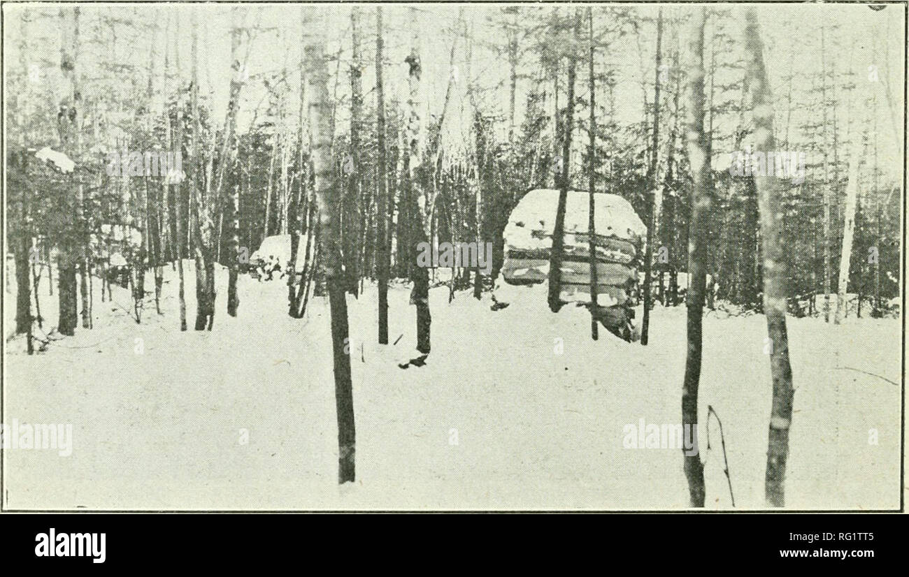 . Canadian forestry journal. Forests and forestry -- Canada Periodicals. 1434 Canadian Forestry Journal, December, 1917 Studying Forestry in the Forest How The Forestry Students of New Bruns- wick Train Under Woods' Conditions. One of the interesting forestry enterprises in Eastern Canada is the field work of the Forestry Depart- ment of the University of New Bruns- wick, under Prof. R. B. Miller. This department was inaugurated in 1908 and has enjoyed, a steady develop-- ment with a promise of greater growth in flie near future due mainly to the expansion of forestry activities on Crown Lands Stock Photo