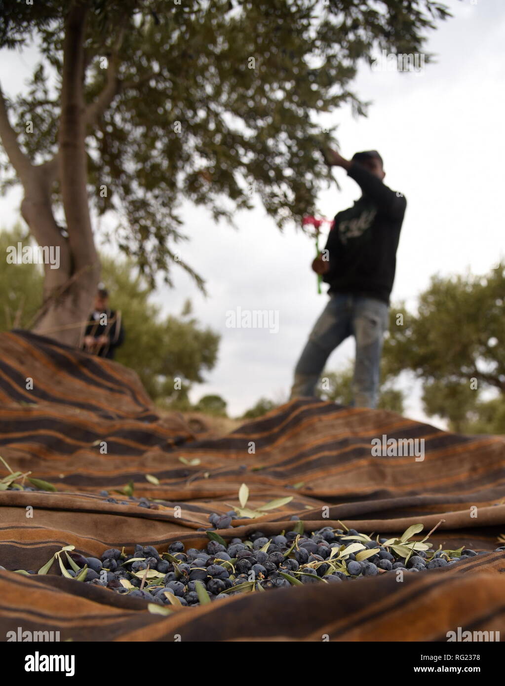 190127) -- SWEIDA, Jan. 27, 2019 (Xinhua) -- A Syrian farmer collects  olives off an olive tree in a grove in the countryside of Sweida province,  Syria, Nov. 13, 2018. The production