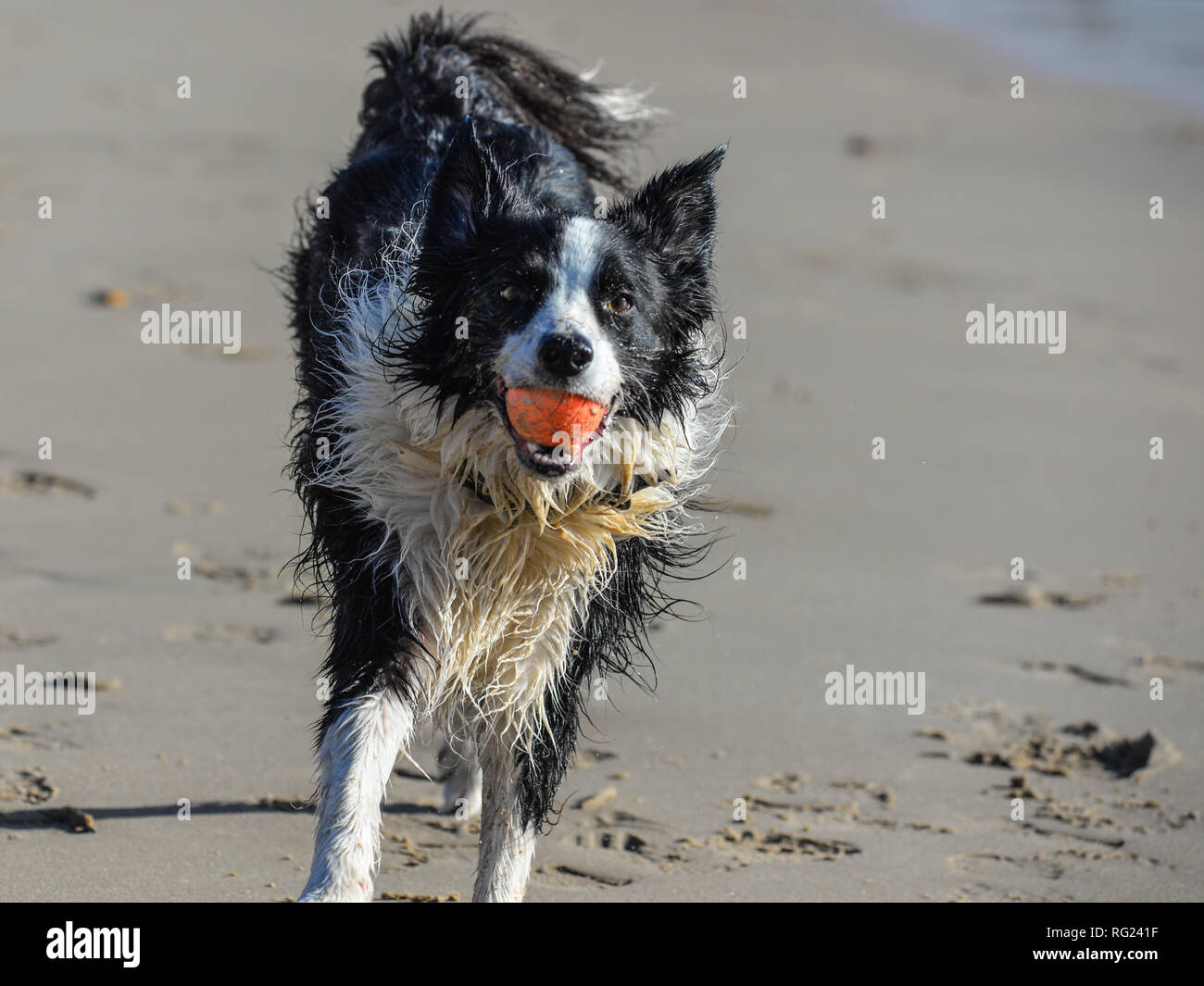 Border Collie dog on a beach, wet from the sea, playing a game of fetch with an orange ball. Stock Photo