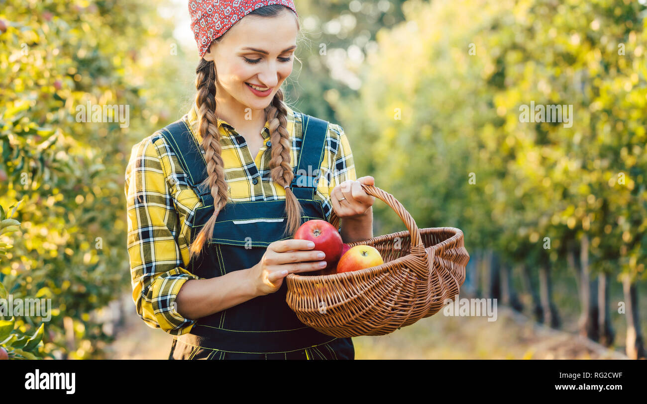 Fruit farmer woman harvesting apples in her basket Stock Photo Alamy