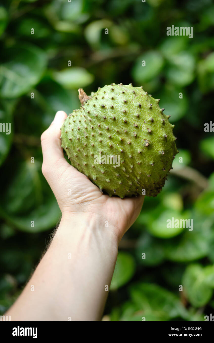 Anona fruit hi-res stock photography and images - Alamy