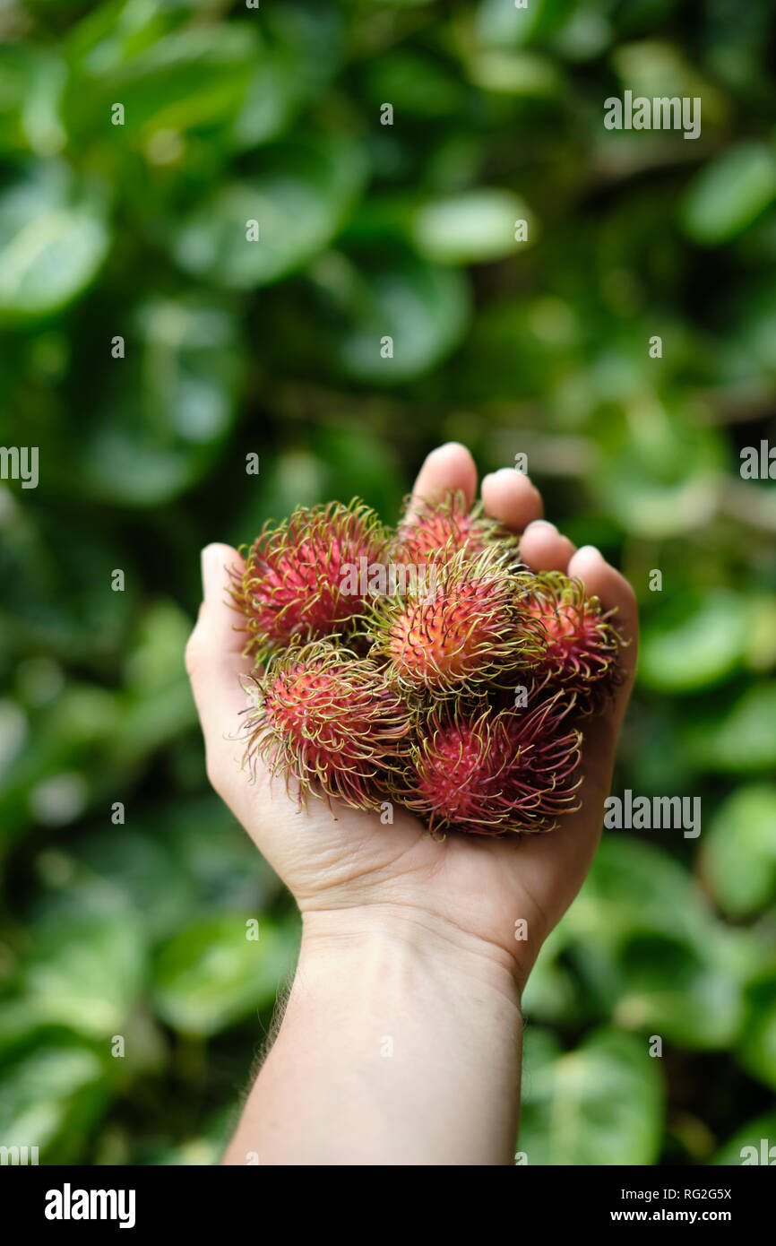 Hand Holding Delicious Red Rambutan Fruit Outdoor. Travel to Exotic ...