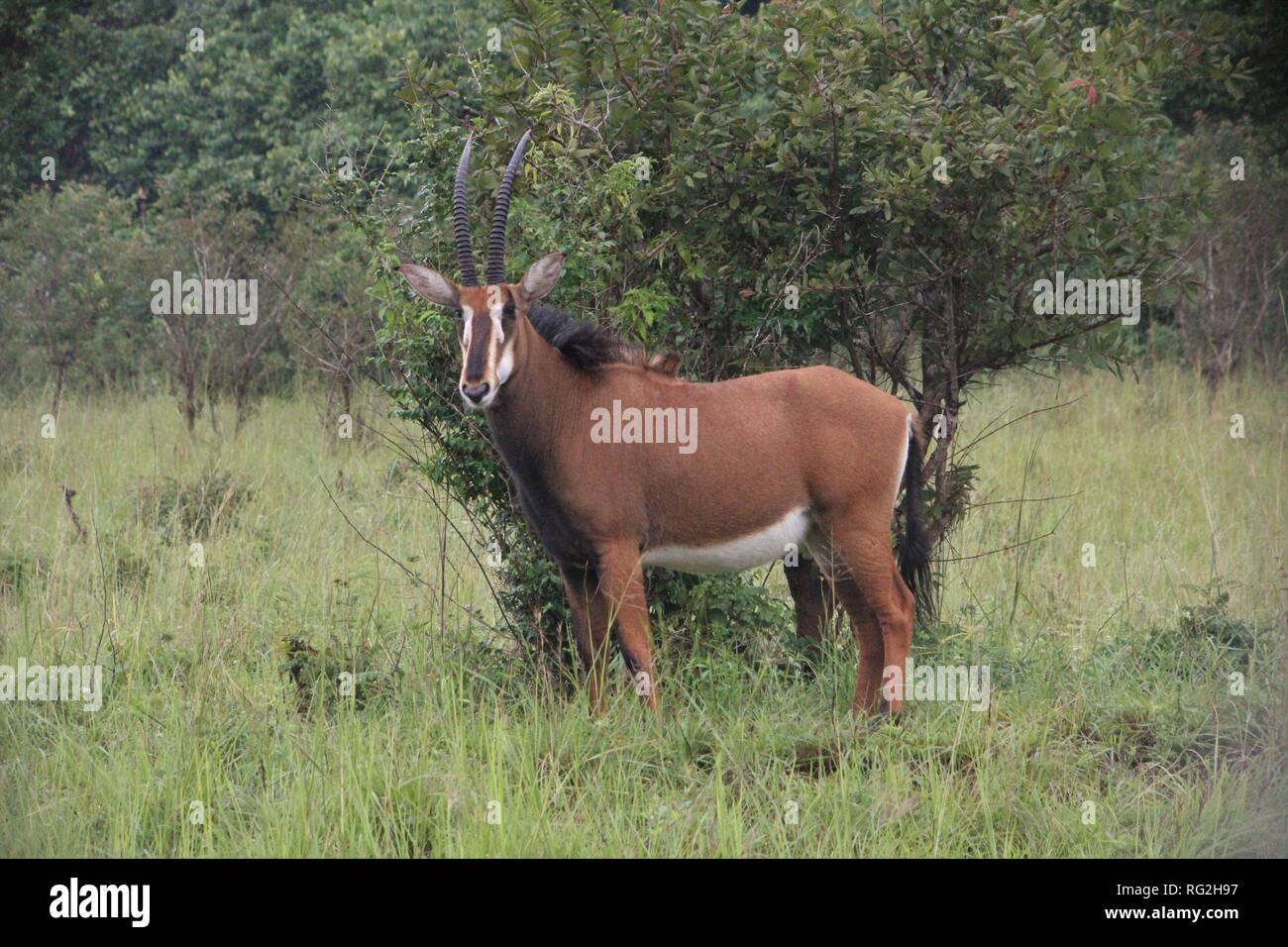 Sable Antelope (Hippotragus niger) in the grassy savannah of Shimba Hills National Park, Kenya. Stock Photo