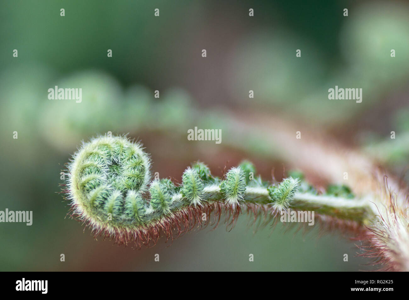 Close up curled up ferns hi-res stock photography and images - Alamy