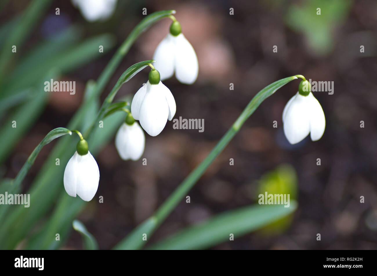 Snowdrops Rhs Snowdrops (galanthus) at RHS Wisley Stock Photo - Alamy