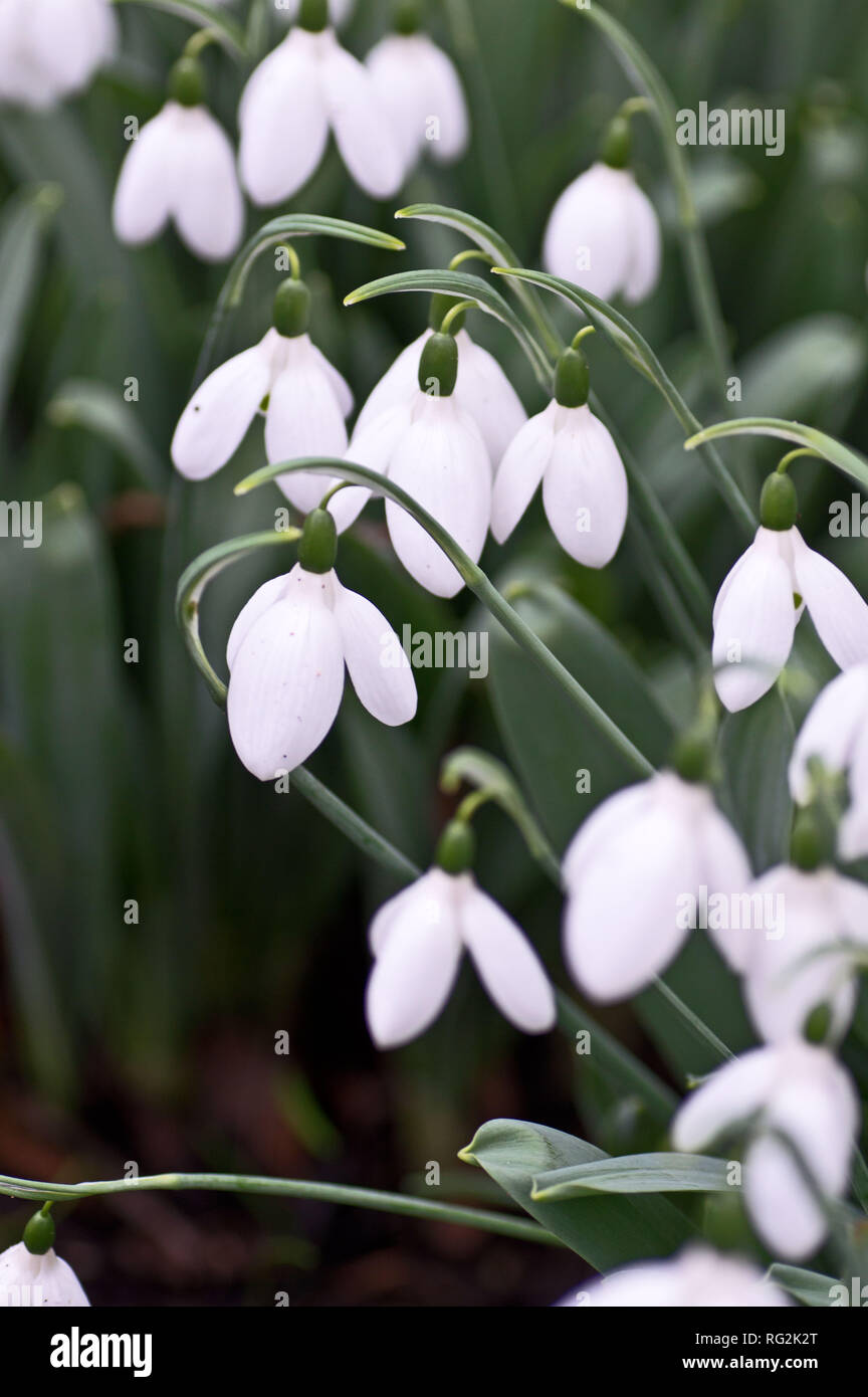 Snowdrops Rhs Snowdrops (galanthus) at RHS Wisley Stock Photo - Alamy