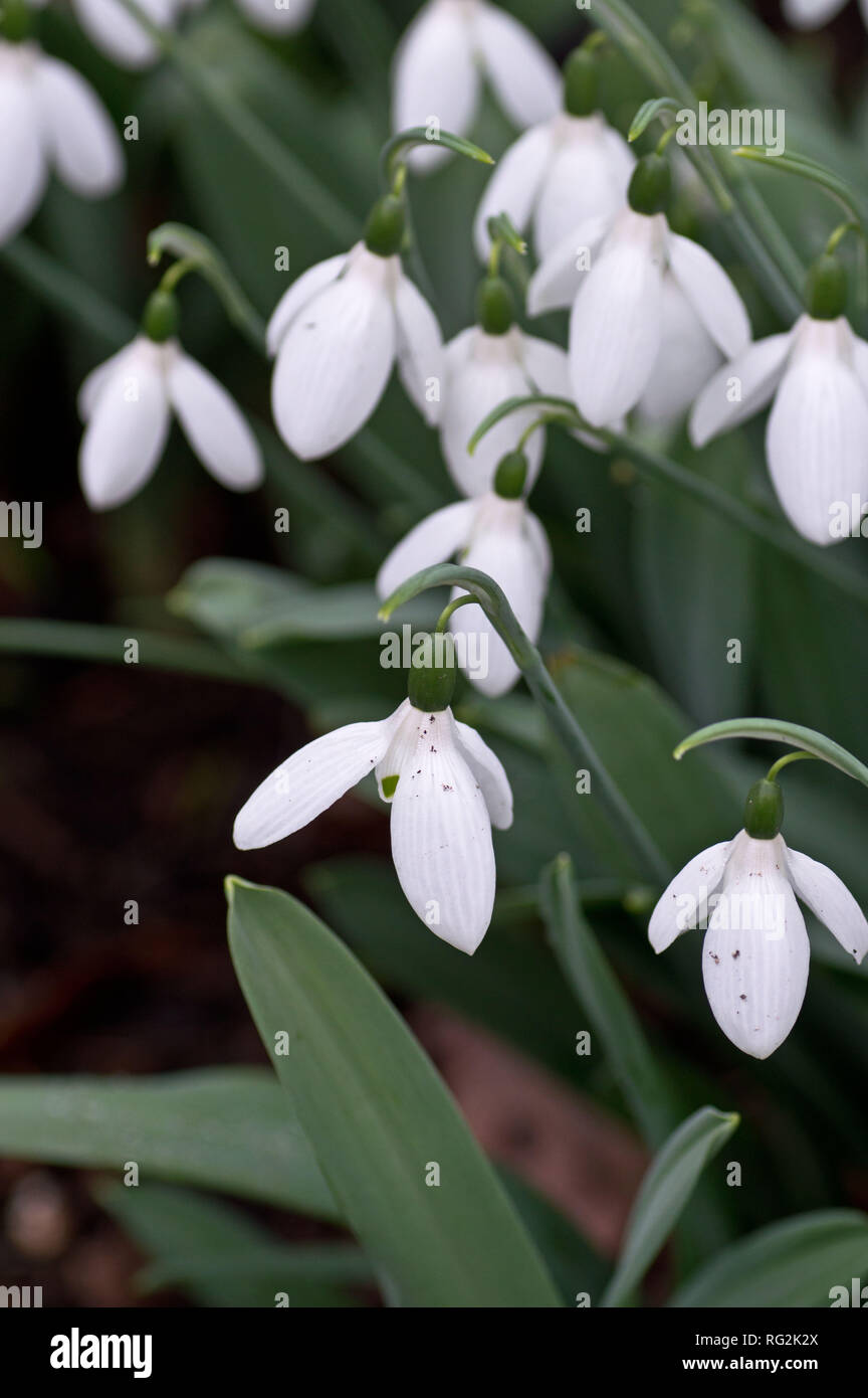 Snowdrops Rhs Snowdrops (galanthus) at RHS Wisley Stock Photo - Alamy