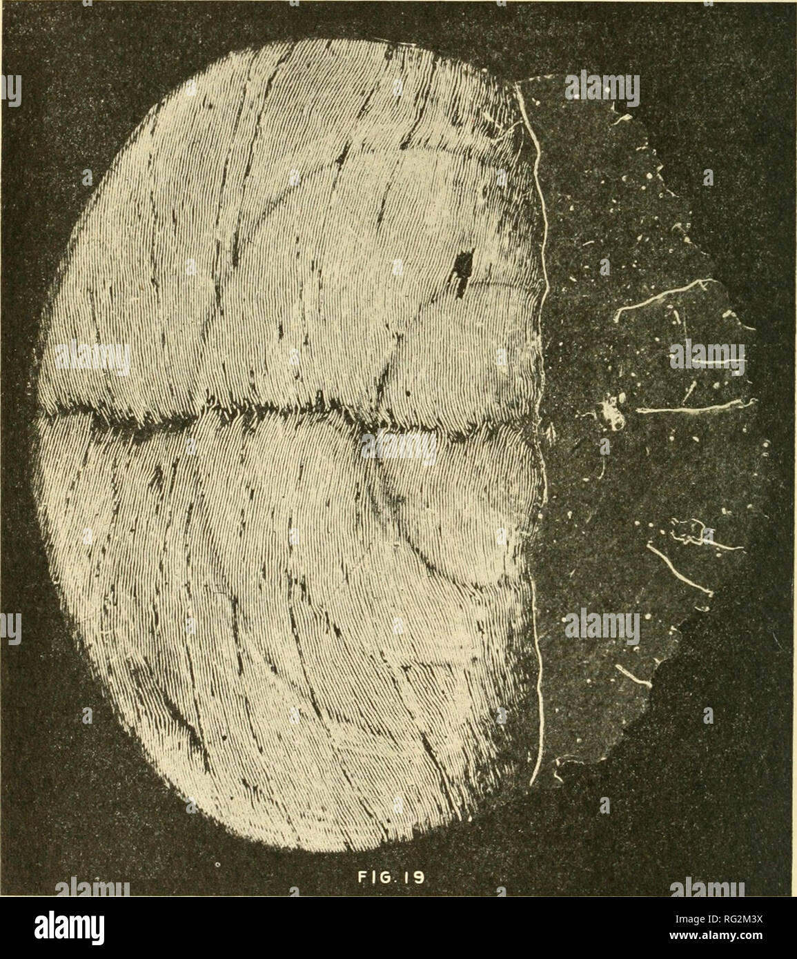 Sou'wester Yearbook. BROOKS PRIZE DEBATE. Question: Resolved, That the  policy of foreign territorial expan-sion on the part of the United States  Government is detrimental tothe highest interest of the Republic.  Affirmative—L. L.