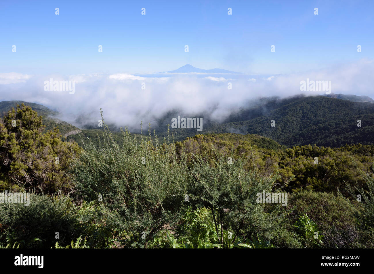 view of the Teide on Teneriffa from the Garajonay National Park, La Gomera, Canary Islands, Spain Stock Photo