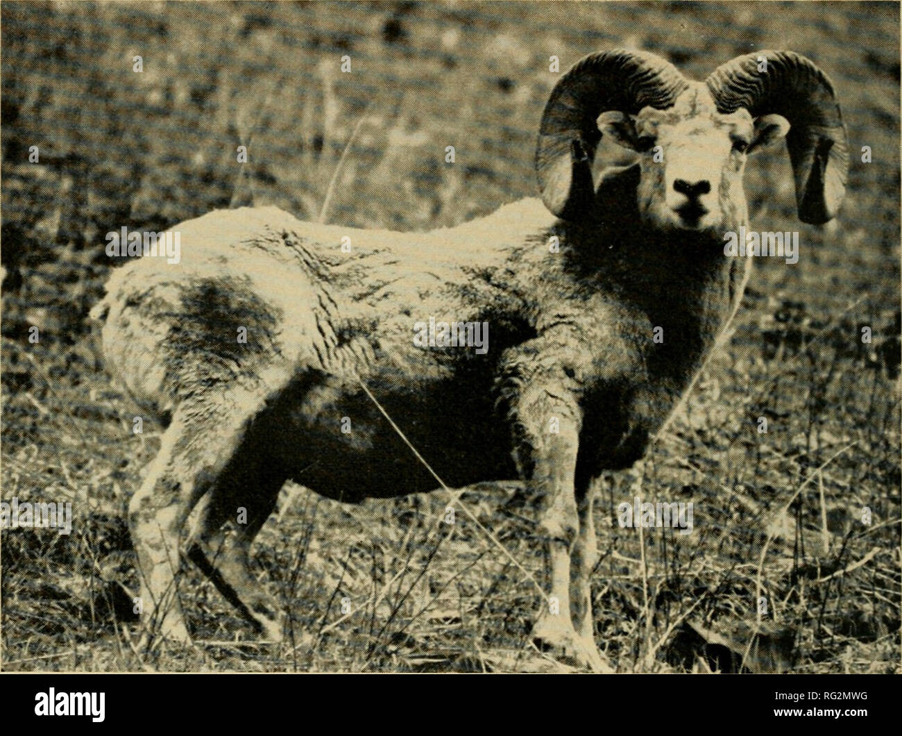 The Canadian field-naturalist. Natural history. 340 The Canadian  Field-Naturalist Vol. 84. Rocky Mountain Bighorn Sheep on Palliser Range,  Banff National Park. ^ Au£NBr Pass 4 Miles ^ *AsstiiiBoiiiE Pass 5 Miles