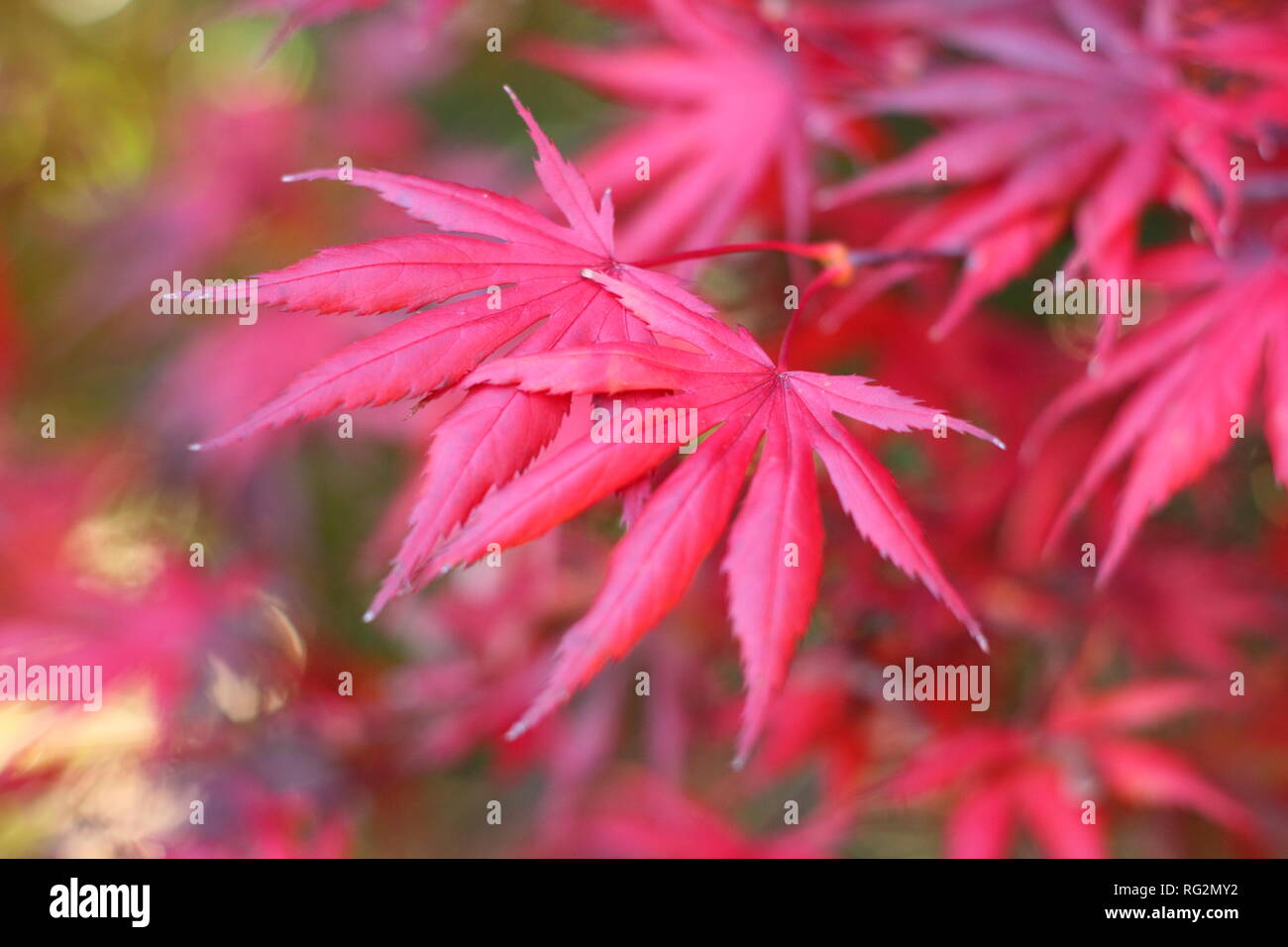 Acer palmatum 'Trompenburg' Japanese Maple, showing vibrant red autumn colouring, October, UK Stock Photo
