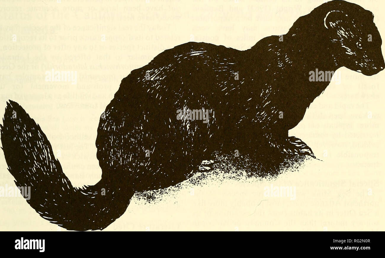 . The Canadian fieldnaturalist. 1988 Campbell Status of the Sea Mink