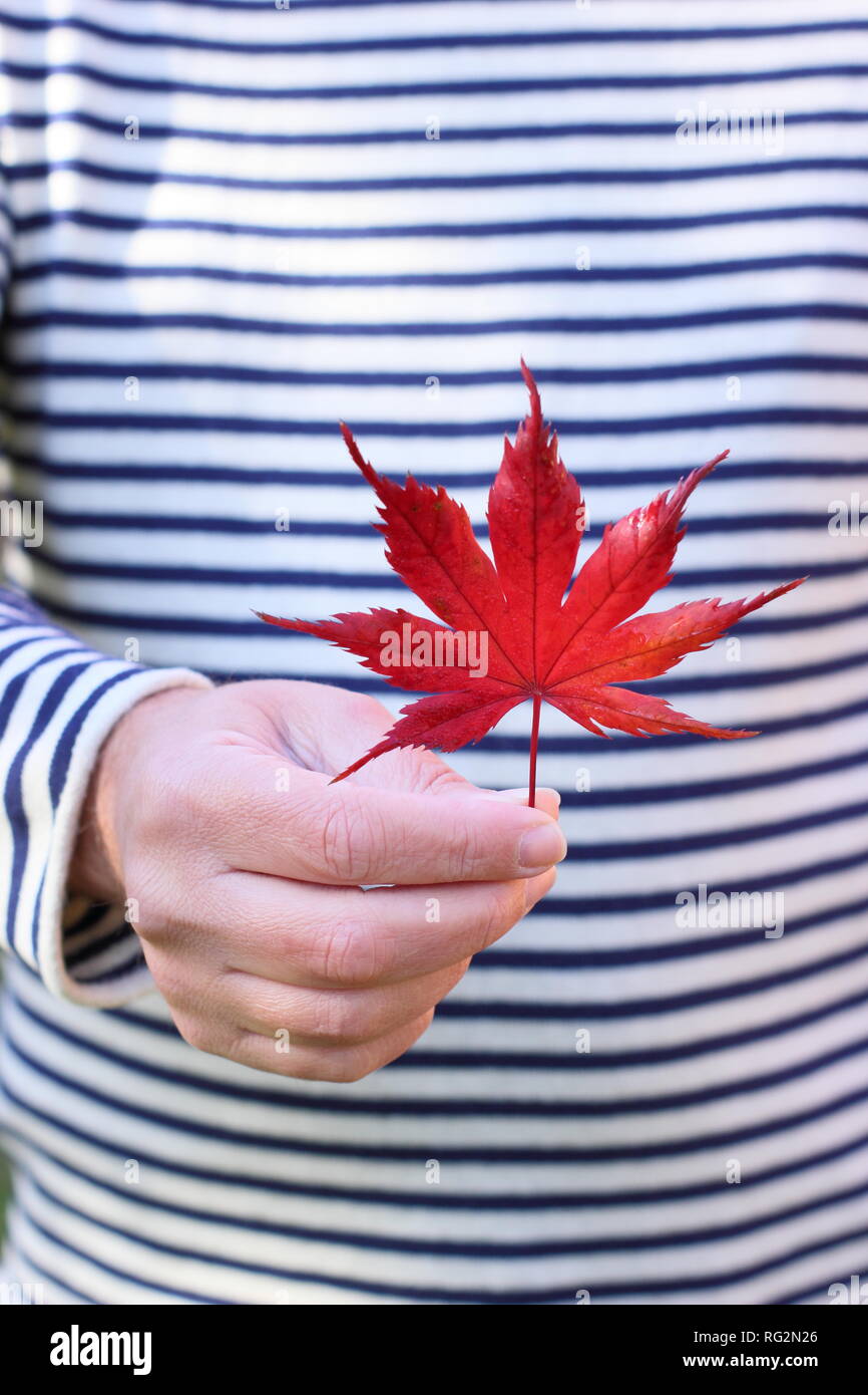 Maple leaf in autumn. Man holding red Acer palmatum leaf October, UK Stock Photo